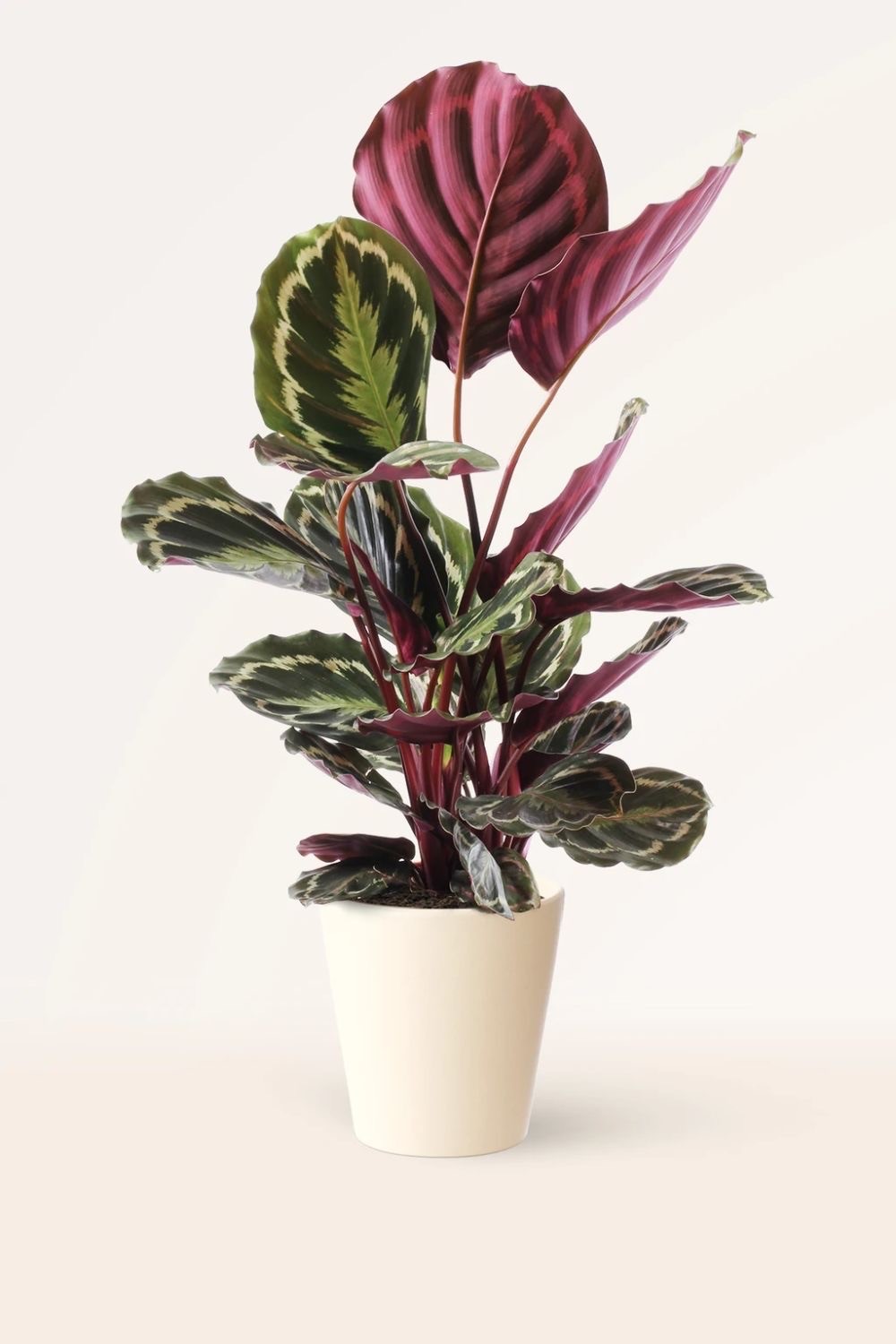 Calathea Medallion (45-55 cm)