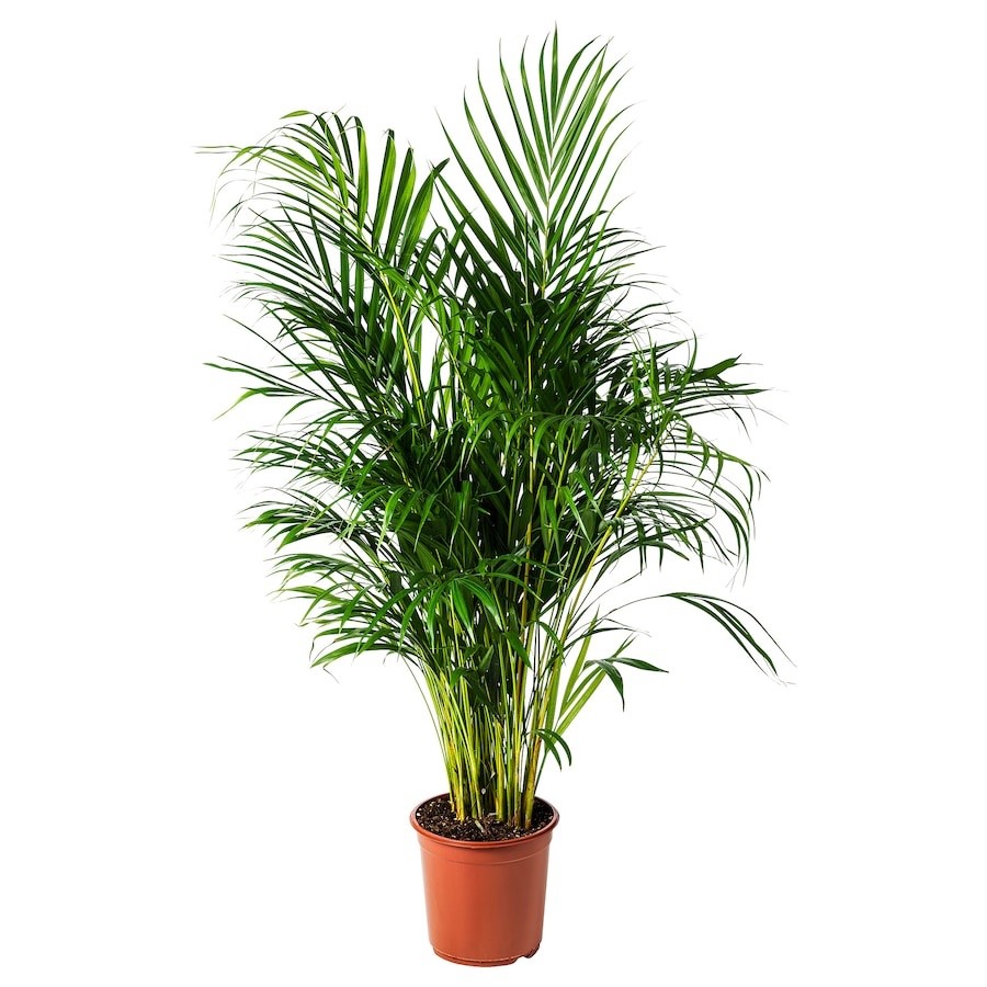 areka palmiyesi 120-130 cm dolgun form