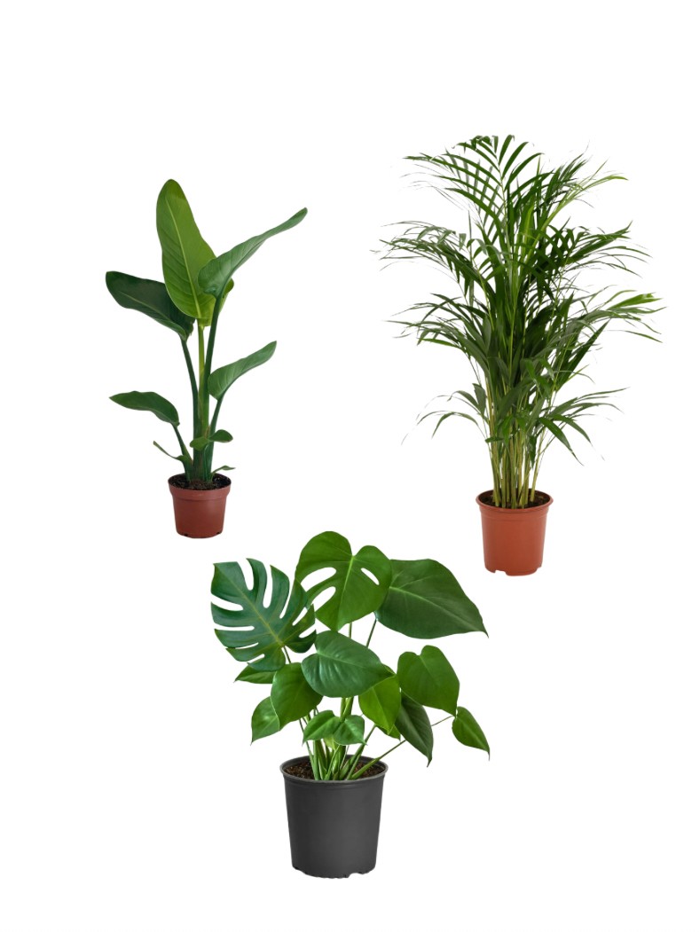 Favori Bitki Seti (40 cm Starliçe-80 cm Areka Palmiyesi -60 cm Monstera)