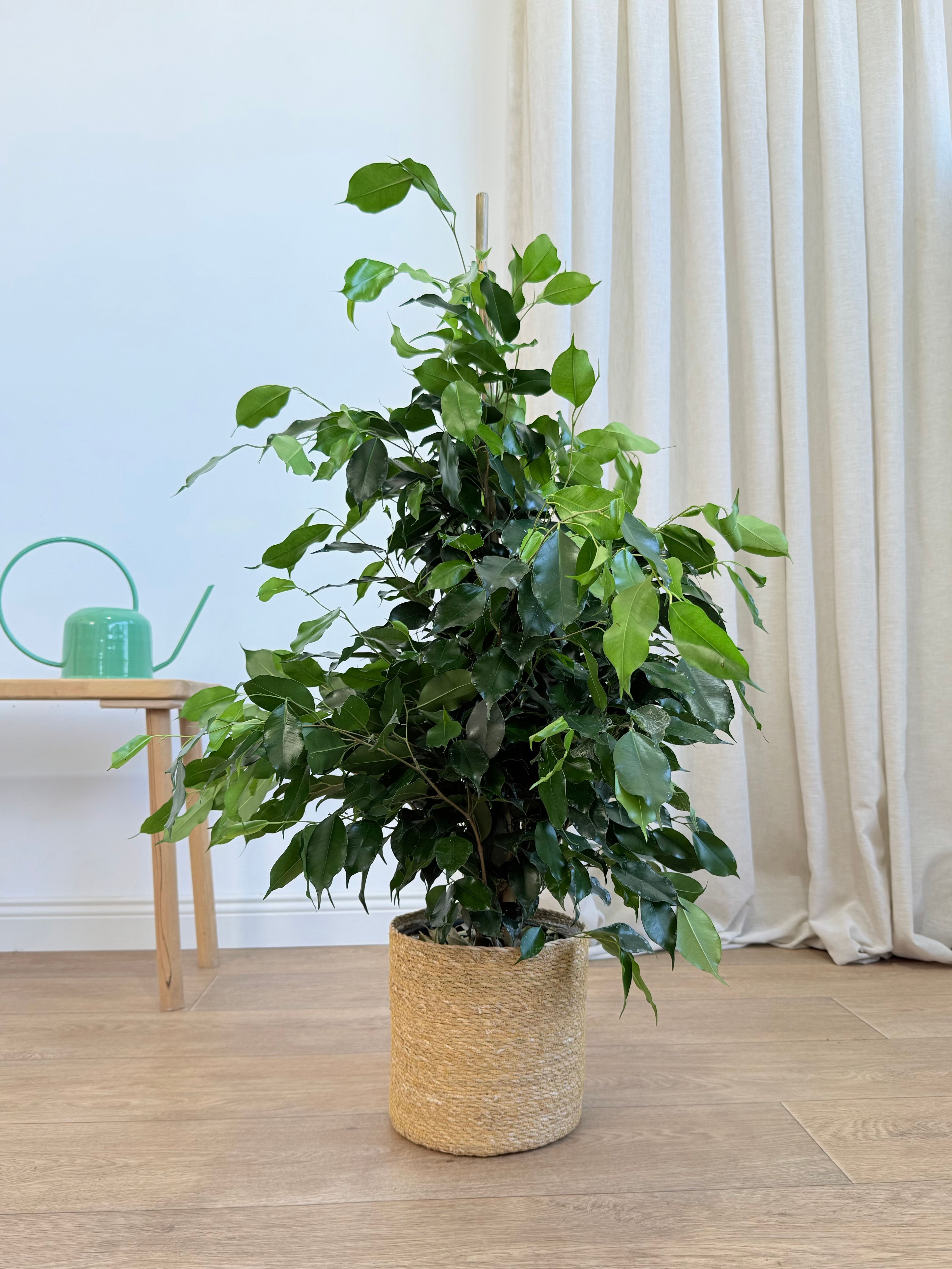Ficus Benjamin Danielle 100-110 cm (Koyu Yeşil Benjamin)