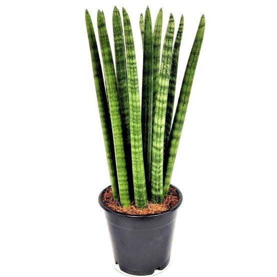 Sansevieria Cylindirica (50 cm)