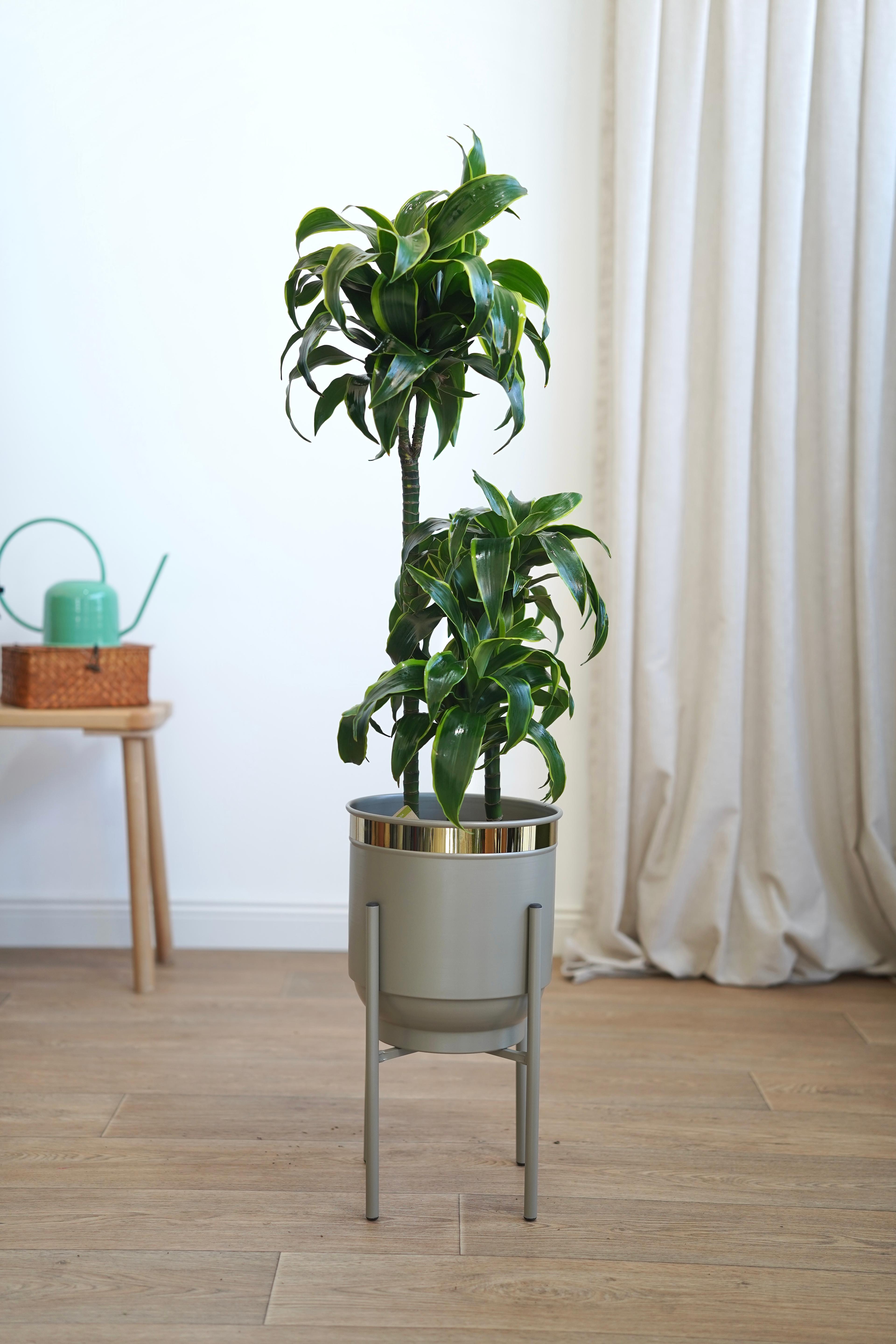 Dracaena Fragrans Dorado 90-100 cm Üç Köklü