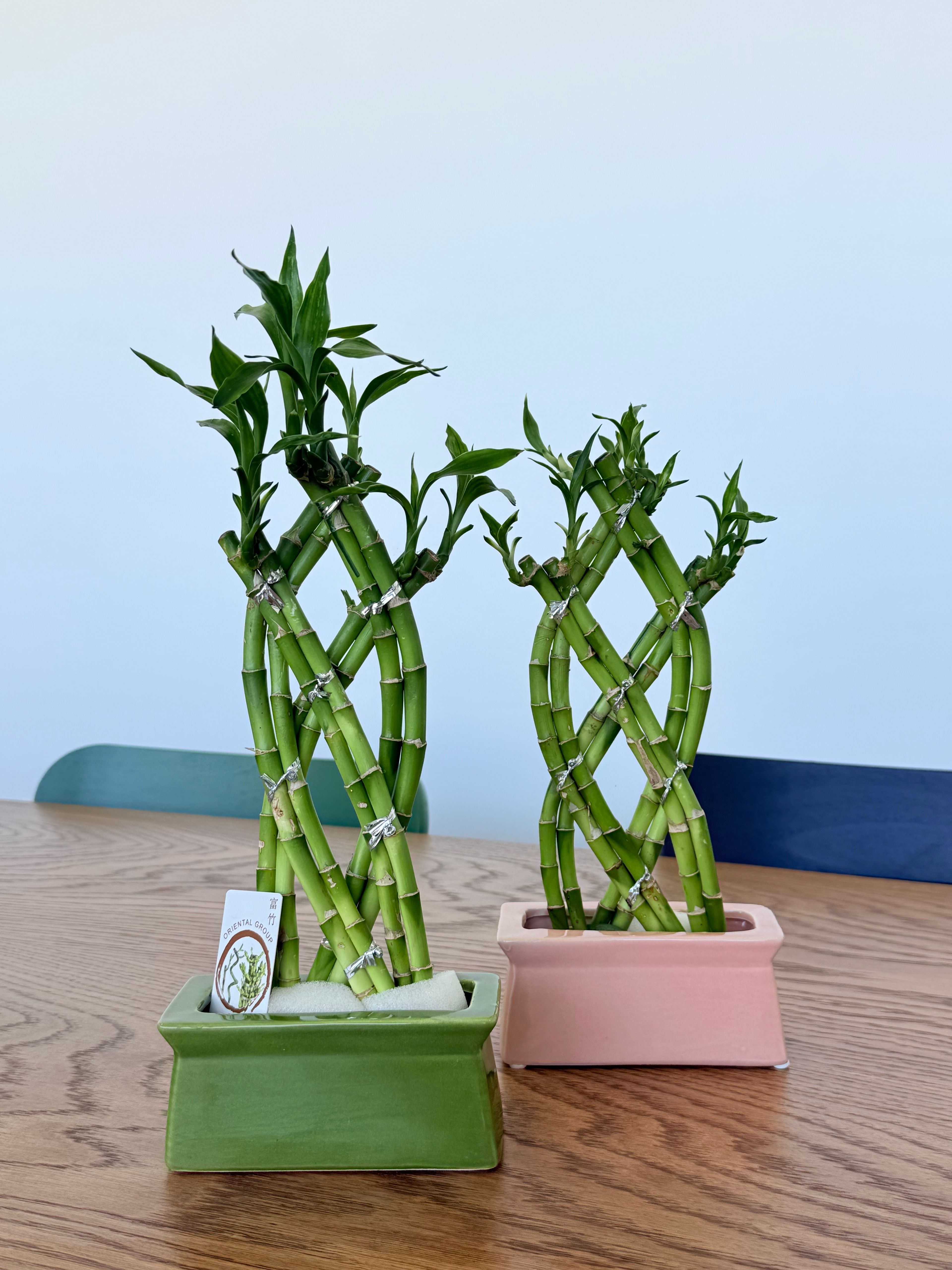 Bambu Dekoratif (Seramik Saksıda Örgülü-Lucky Bamboo) 