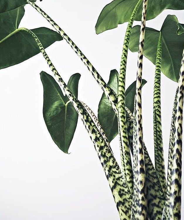 Alocasia Zebrina 90-100 cm