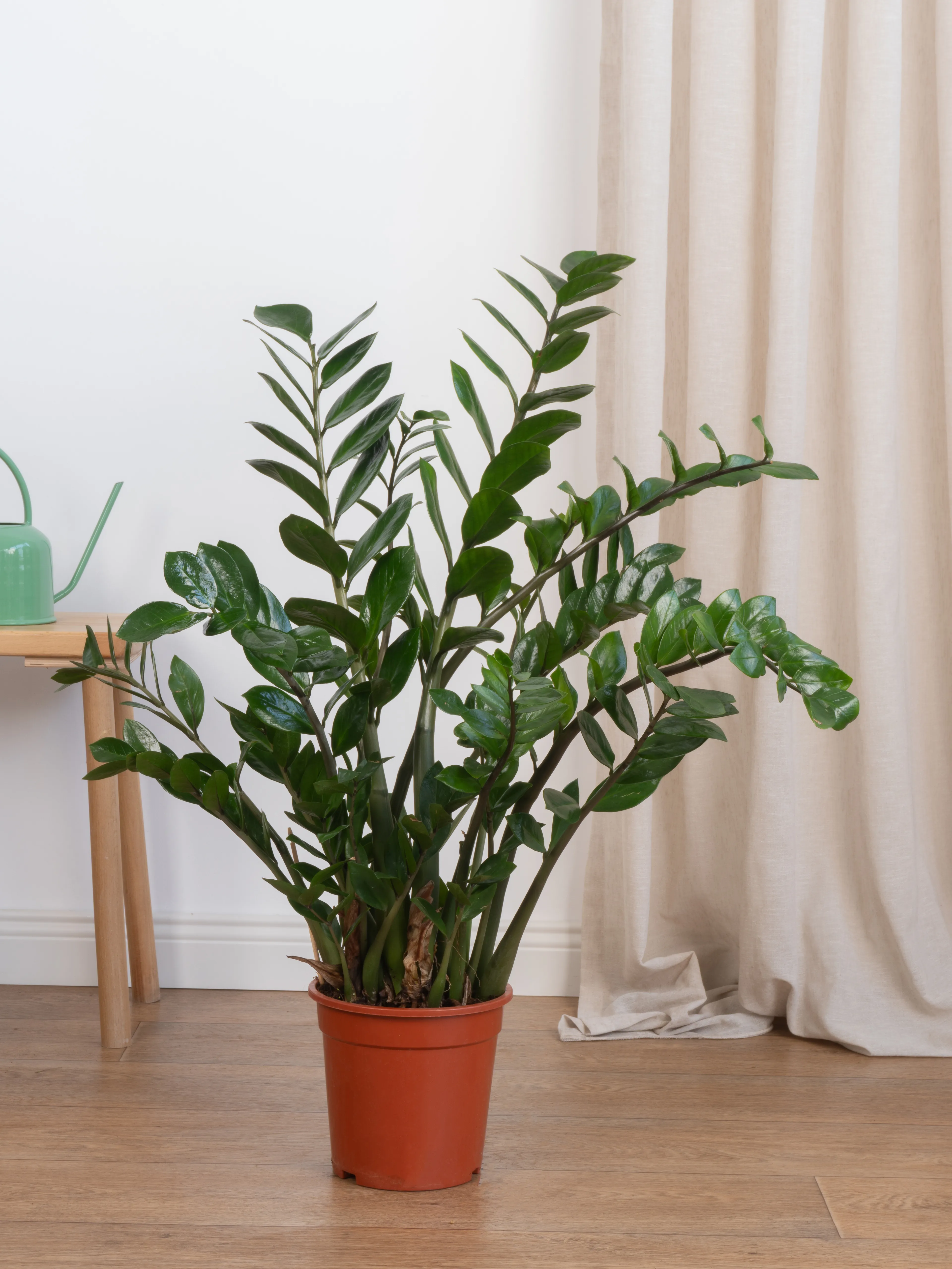 Zamia Zeze Çiçeği 100-110 cm