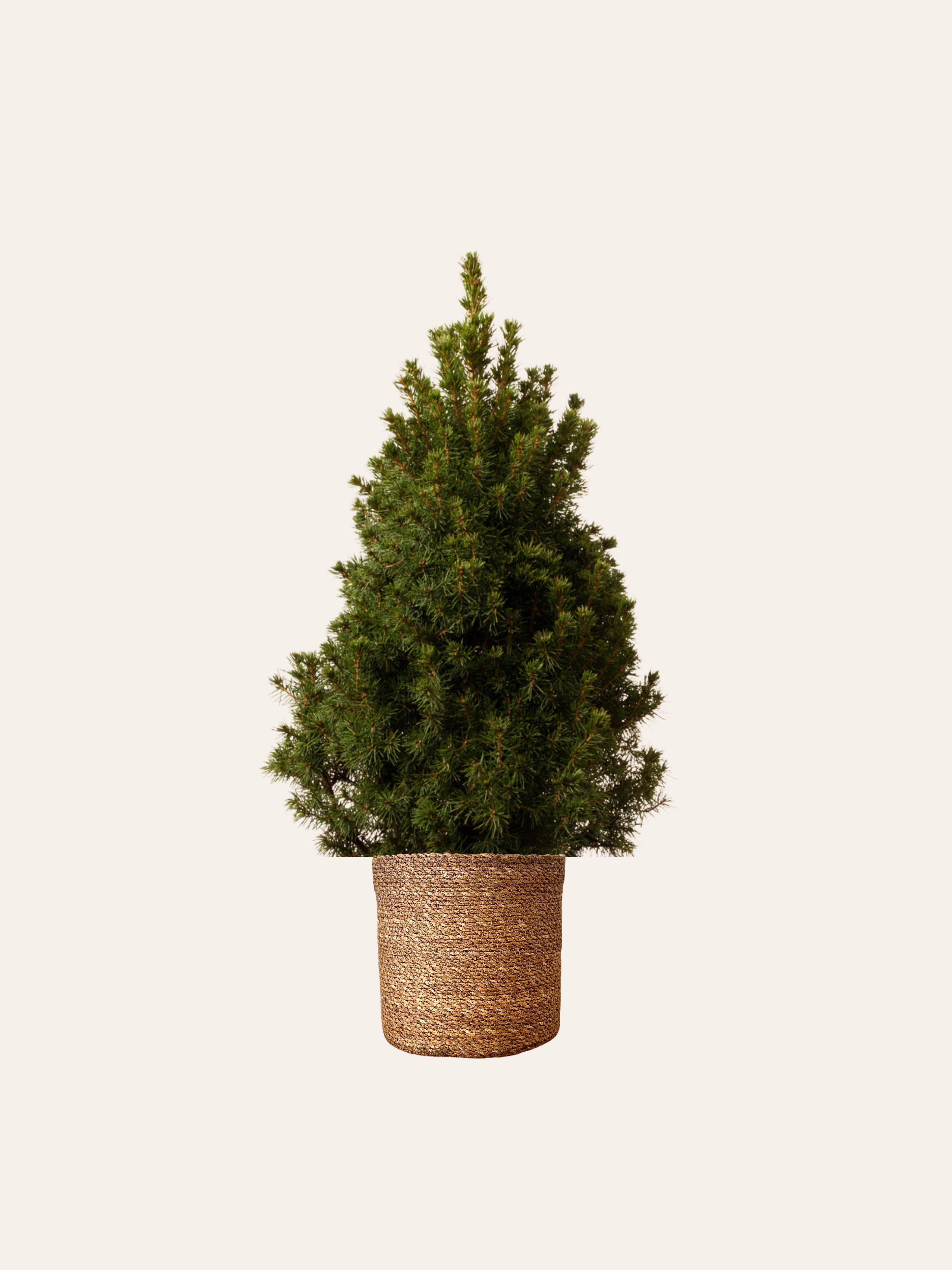 Picea Glauca Çam(Hasır Dekoratif Saksıda Led Işıklı 40 cm)