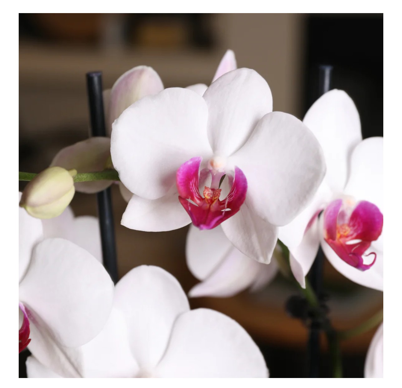 Çift Dallı Beyaz Orkide (Pembe Gözlü)- (Phalaenopsis )İthal Premium -XL