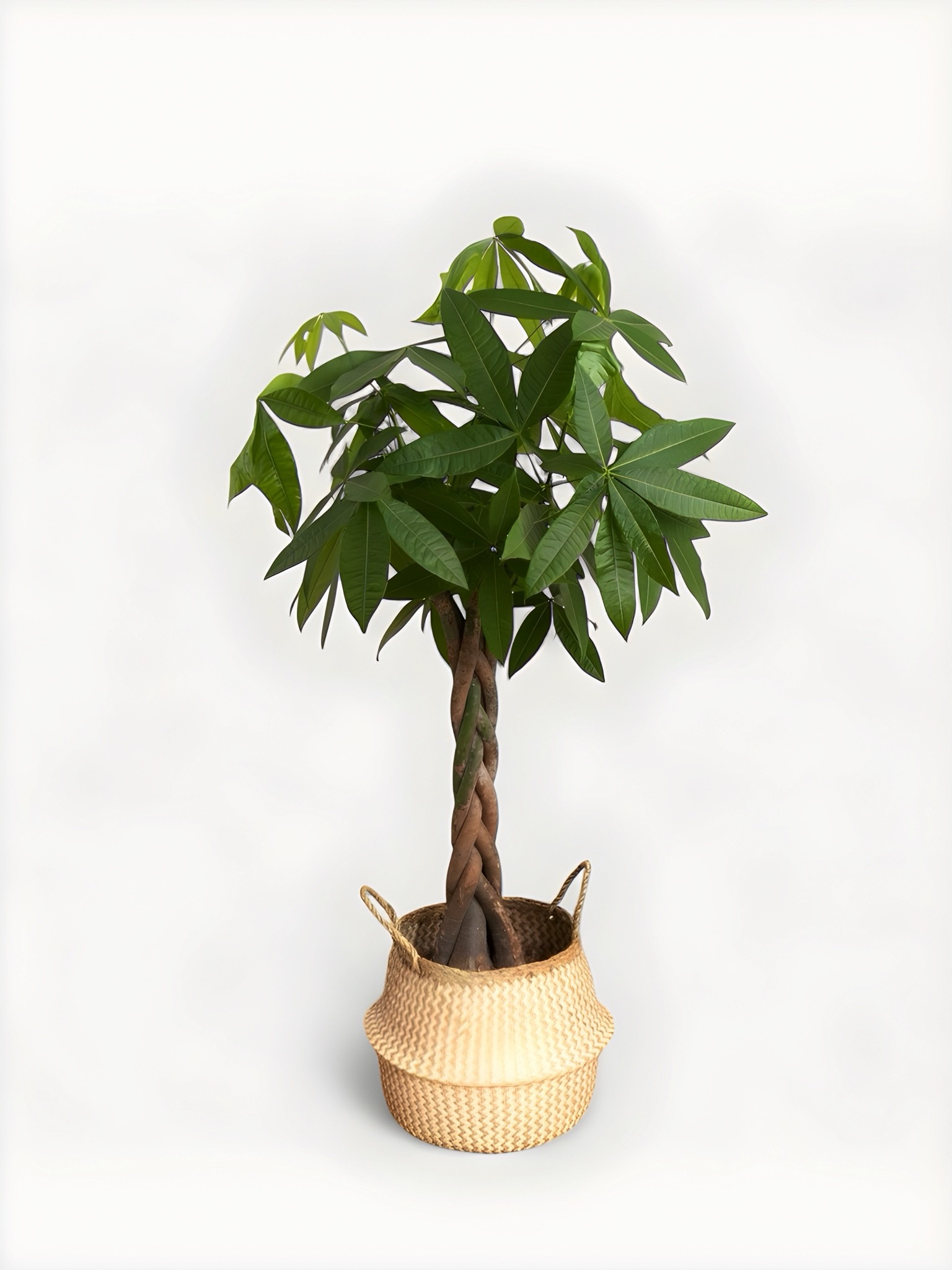 80-90 cm Pachira Aquatica (Money Tree- Para Ağacı)