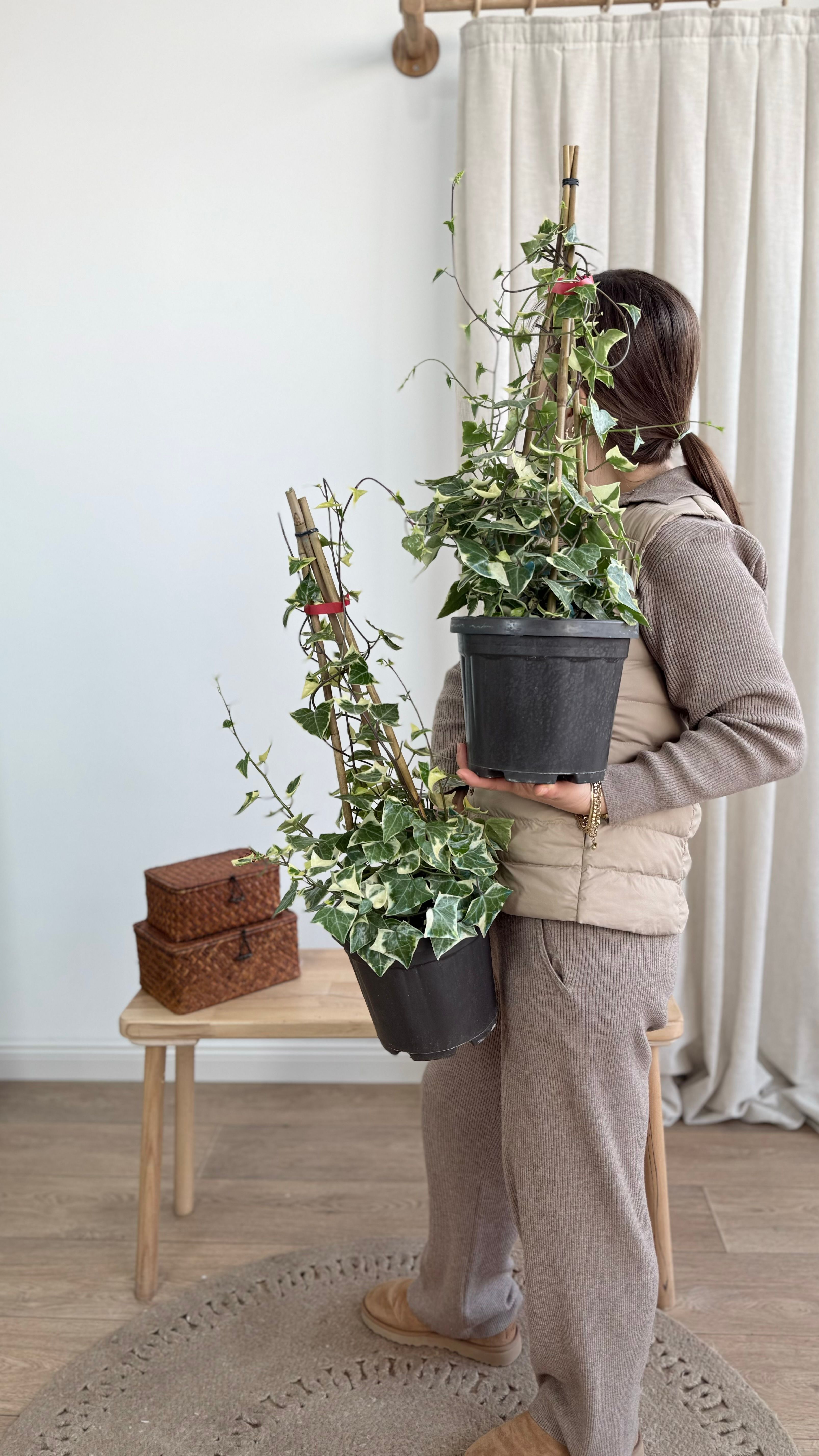 Hedera Helix Veriagata (İngiliz Sarmaşığı)  Özel Tür