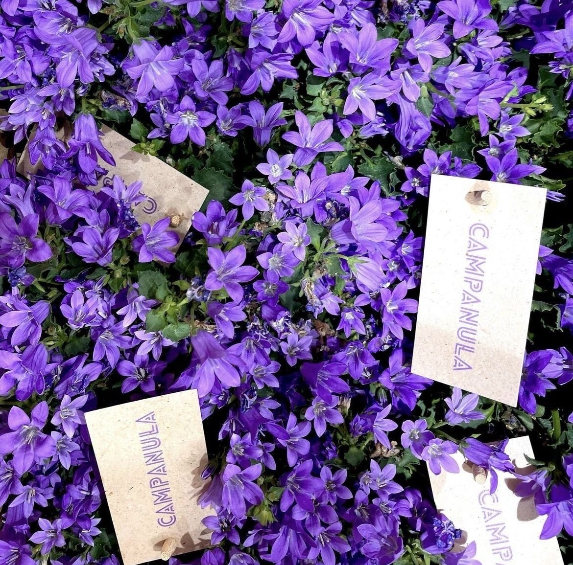 Campanula (Çan Çiçeği) 