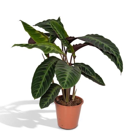 Calathea Warscewiczii (50-50 cm)