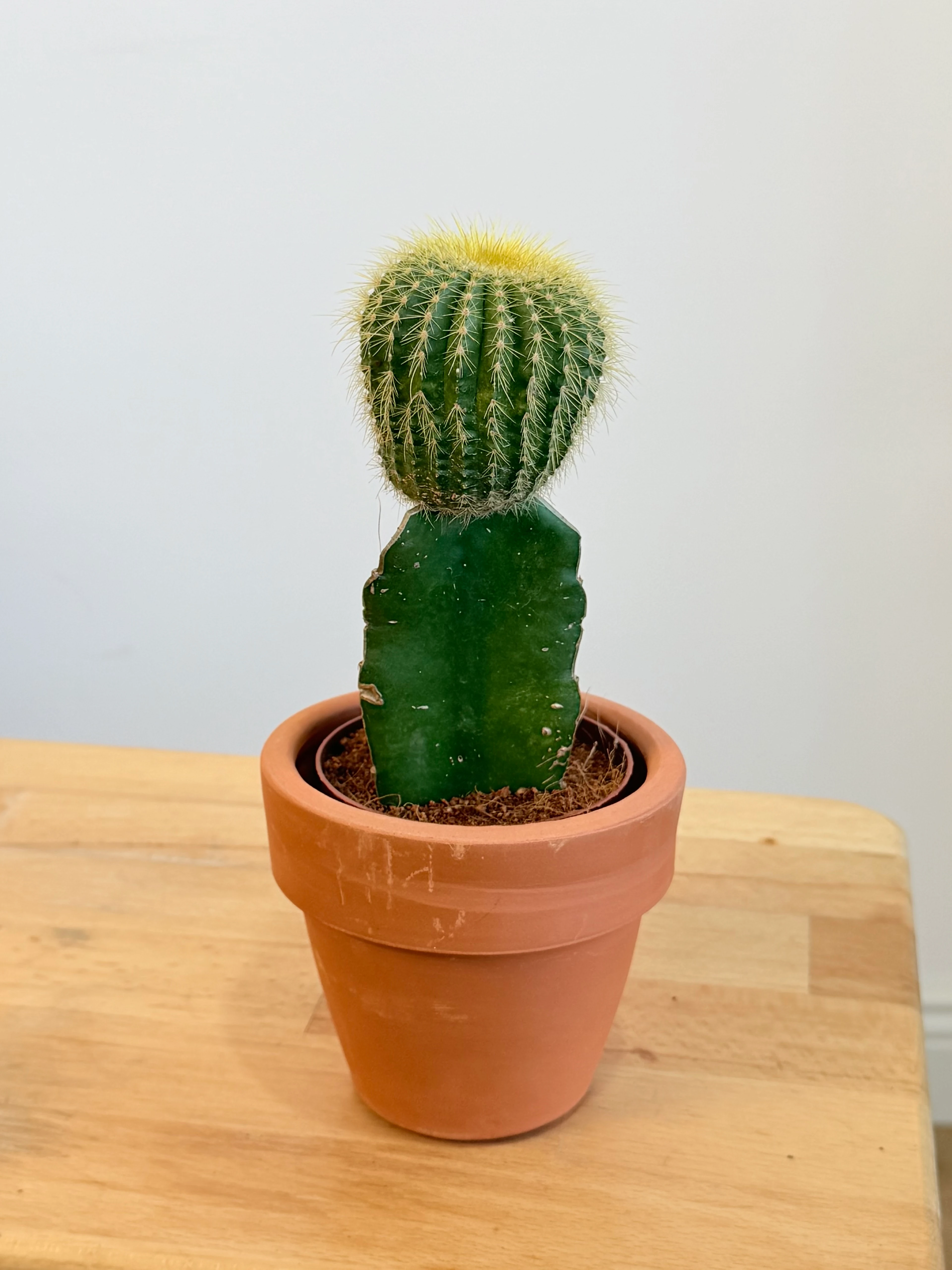 Masa Boy Renkli Aşılı Kaktüs – Toprak Dekoratif Saksıda