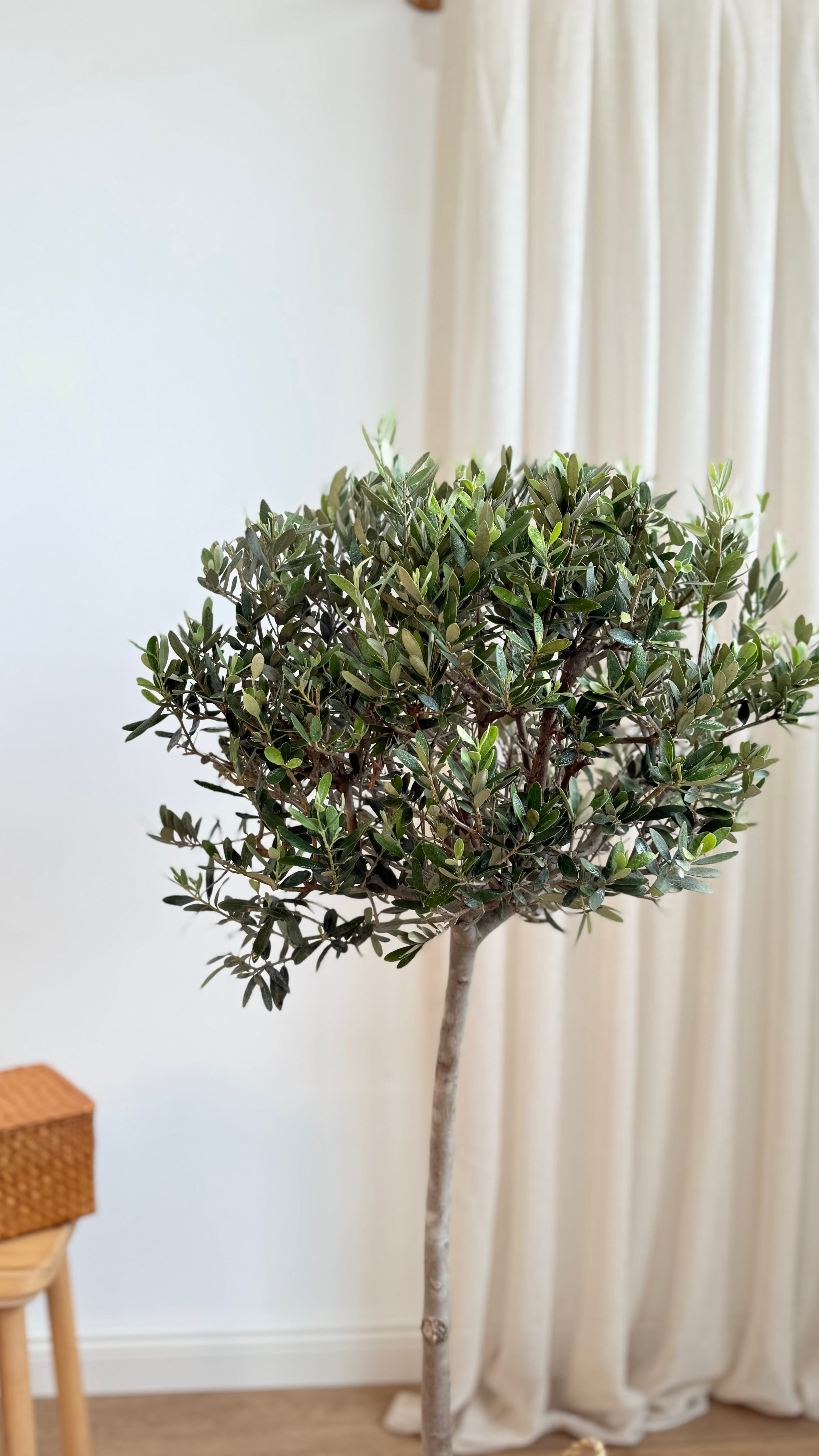 Tijli Bonsai Anaç Zeytin (140 cm )