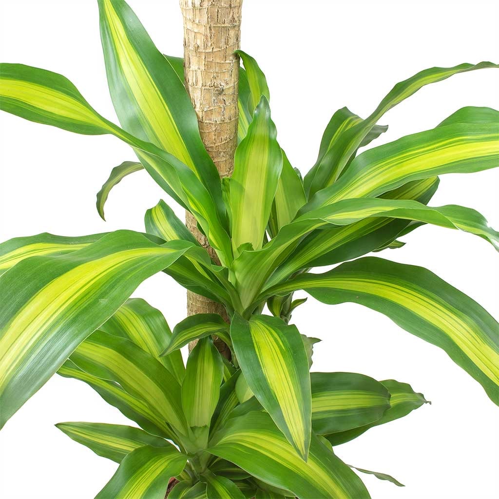 Dracaena Massengena 2 Gövdeli- (Yuka 90-100 cm)