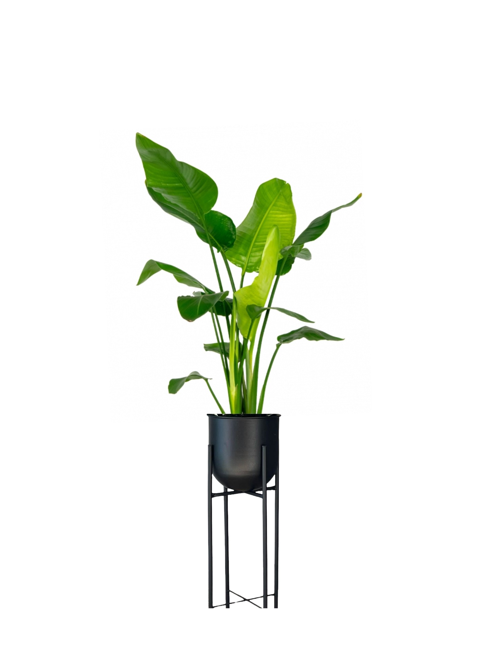 Starliçe-Çok Köklü  ( 90-100 cm Cennet Kuşu Çiçeği- Strelitzia Nicolai )