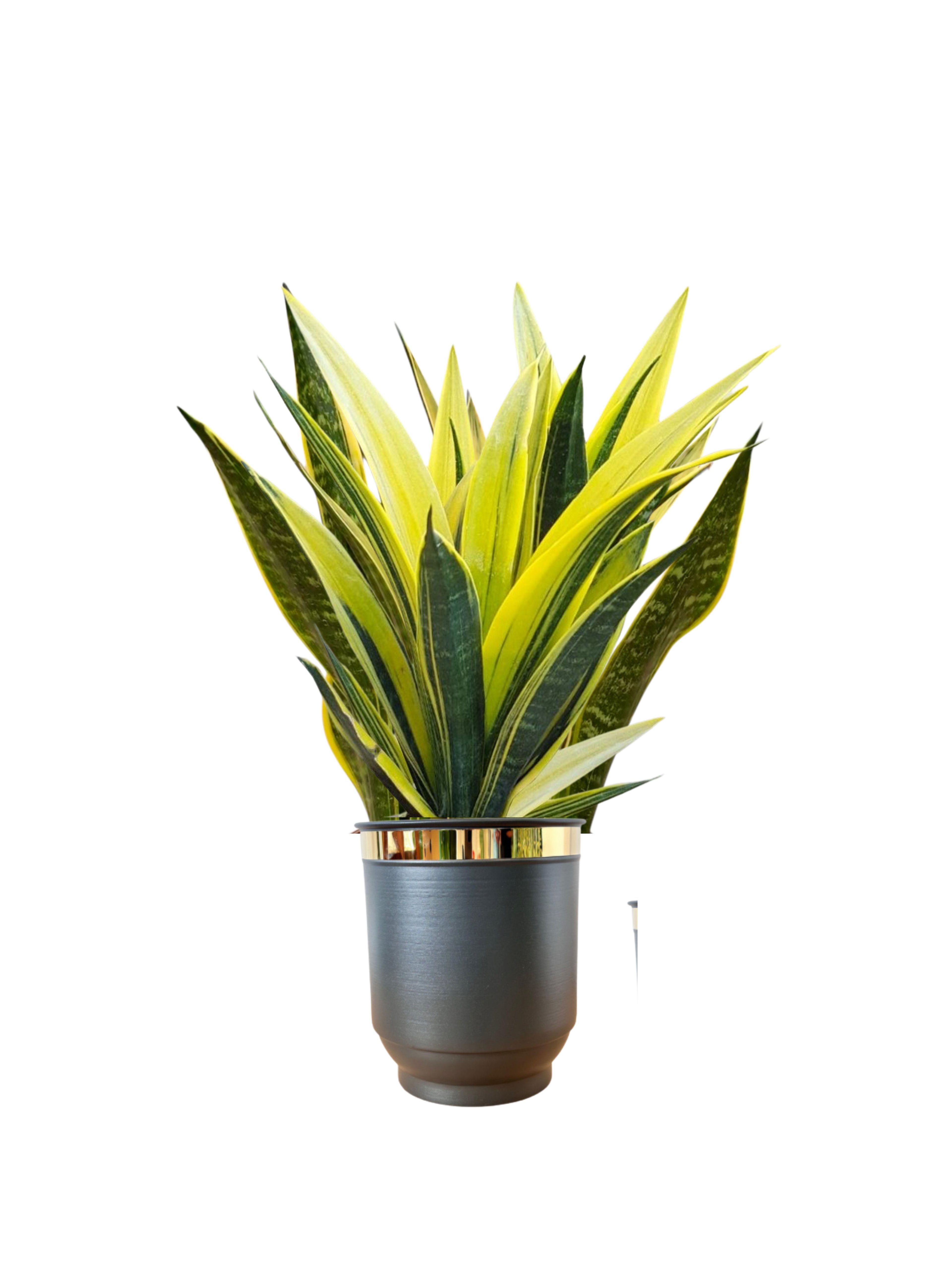 Sansevieria Golden Flame (Özel Tür)