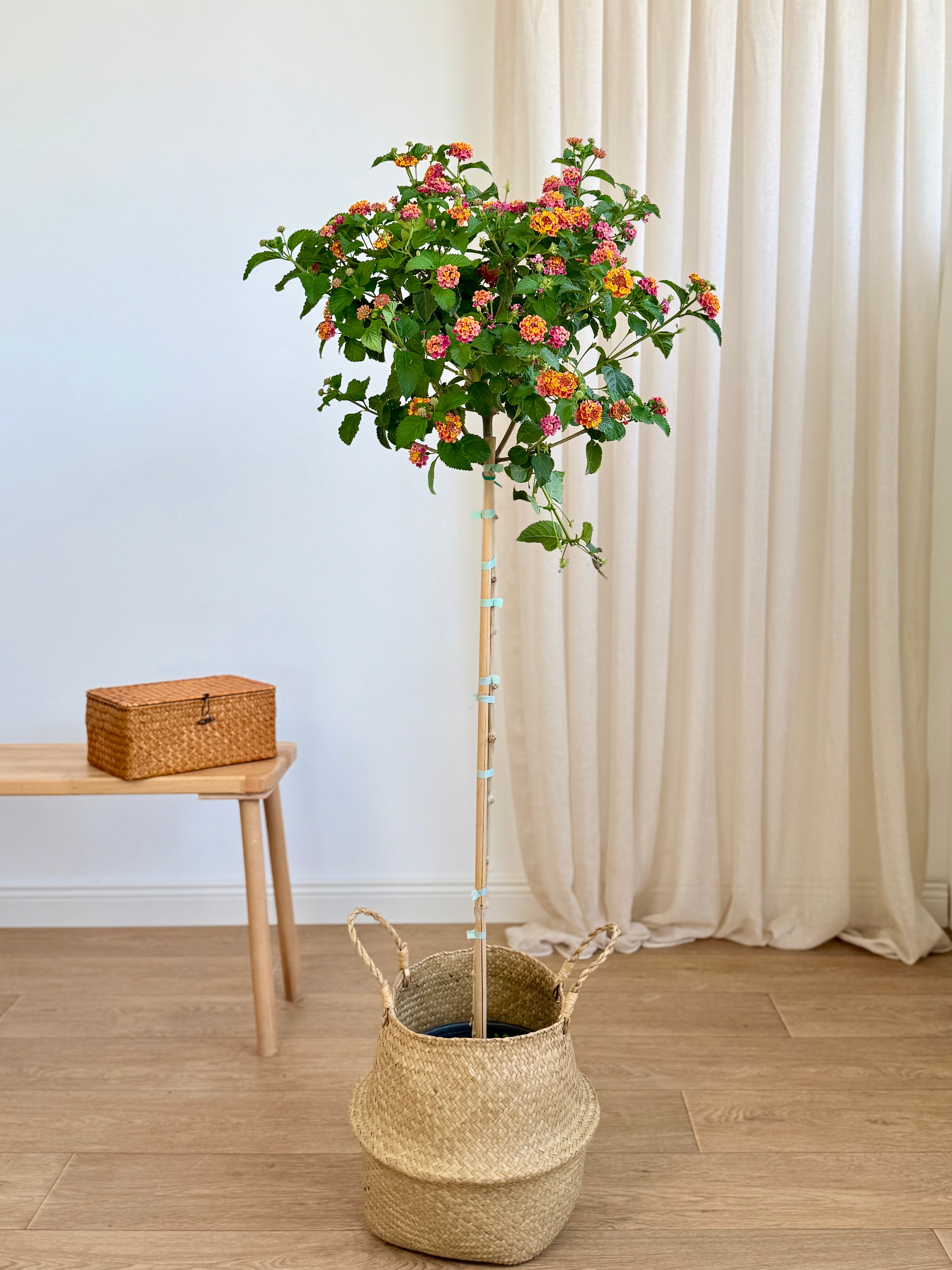 Ağaç Formu Mine Tijli  130-140 cm (Lantana Camara)