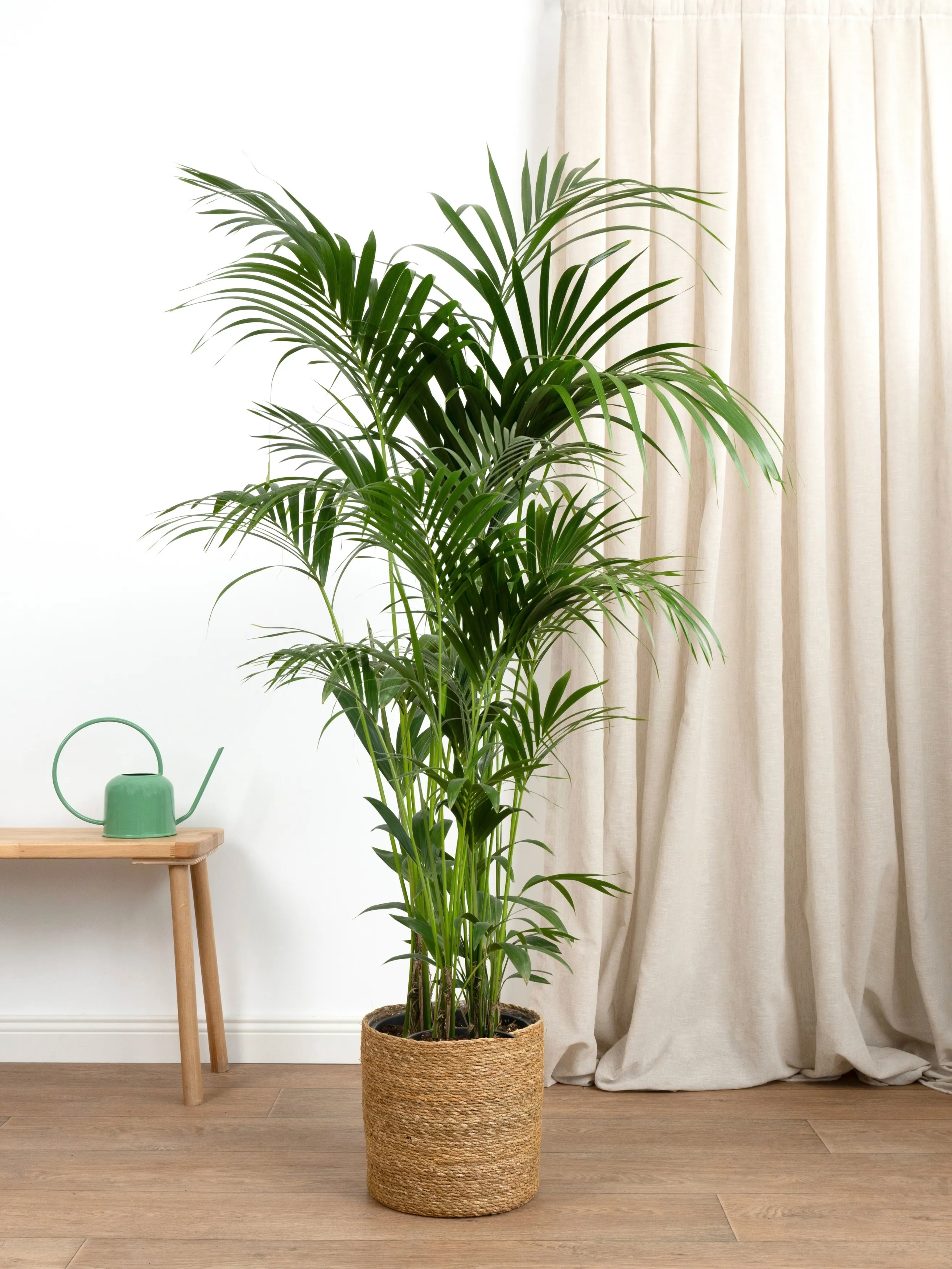 Kentia Palmiyesi (Kentya - Howea Forsteriana)