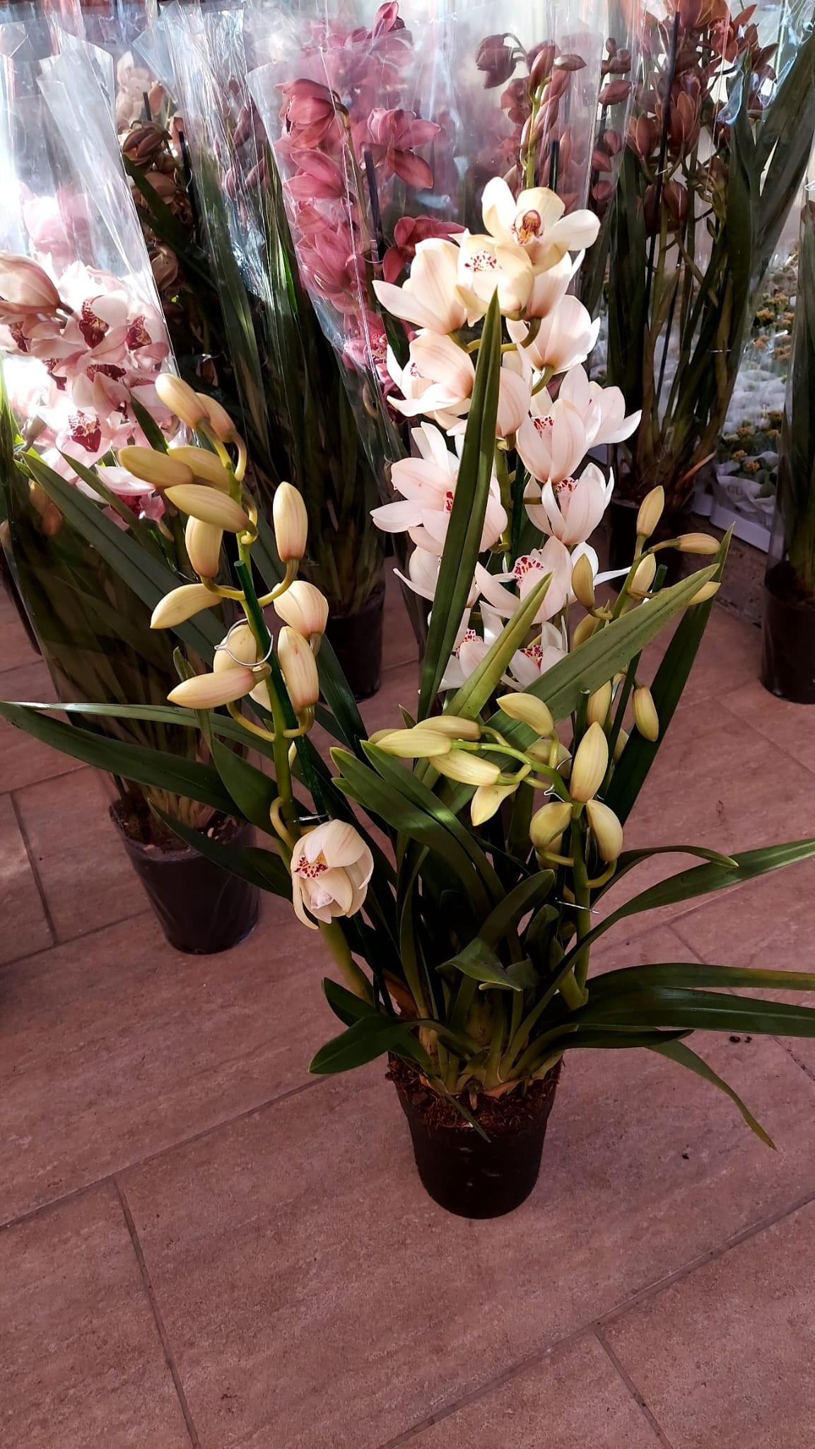Cymbidium Orkide 75-80 cm Boyutlarıyla