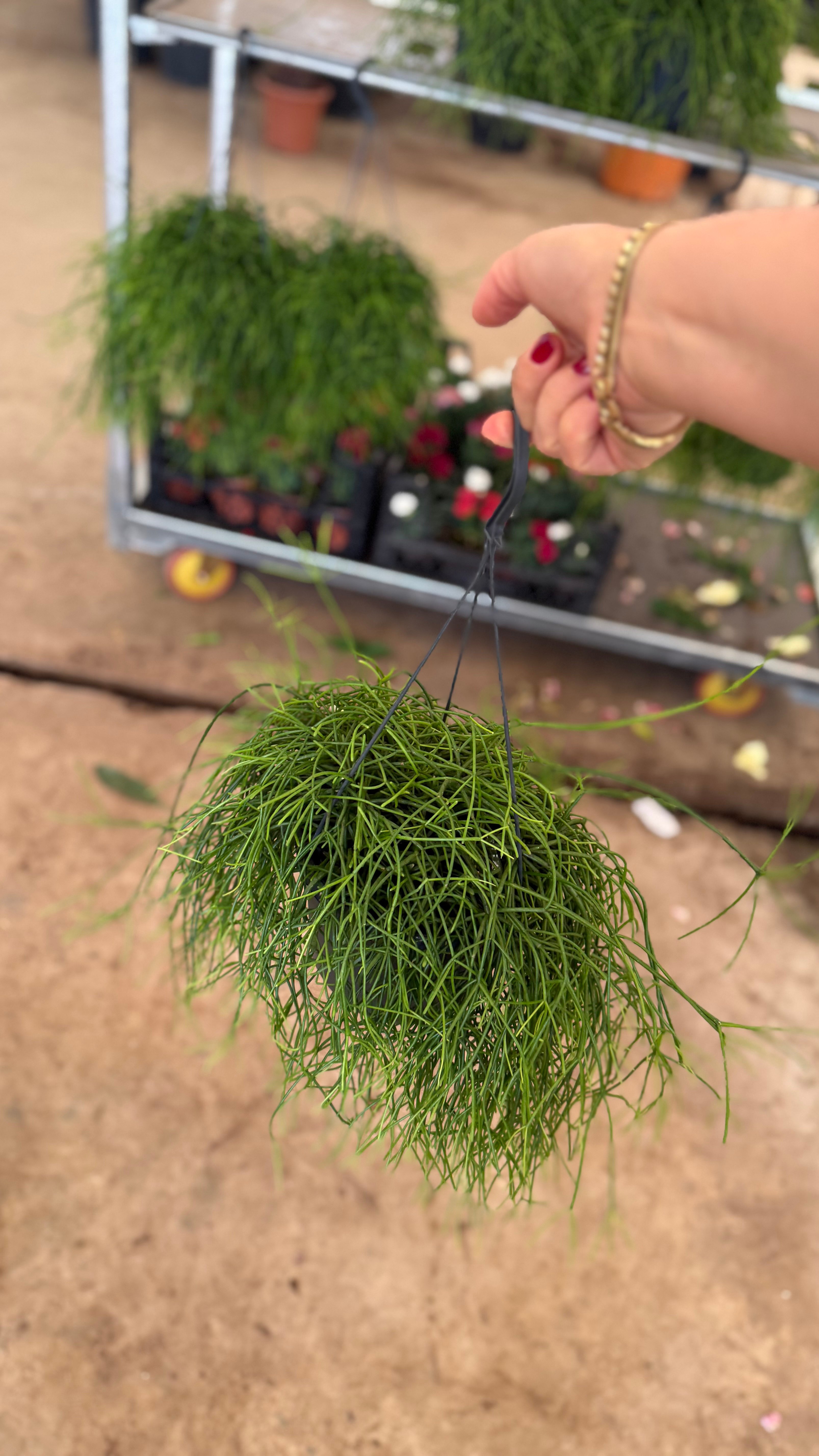 Rhipsalis Sarkan Bitki