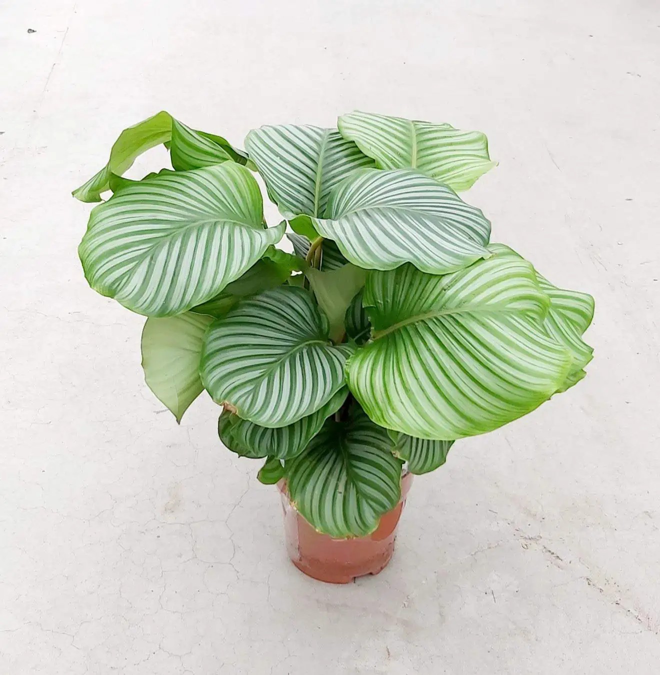 Calathea Orbifolia XL