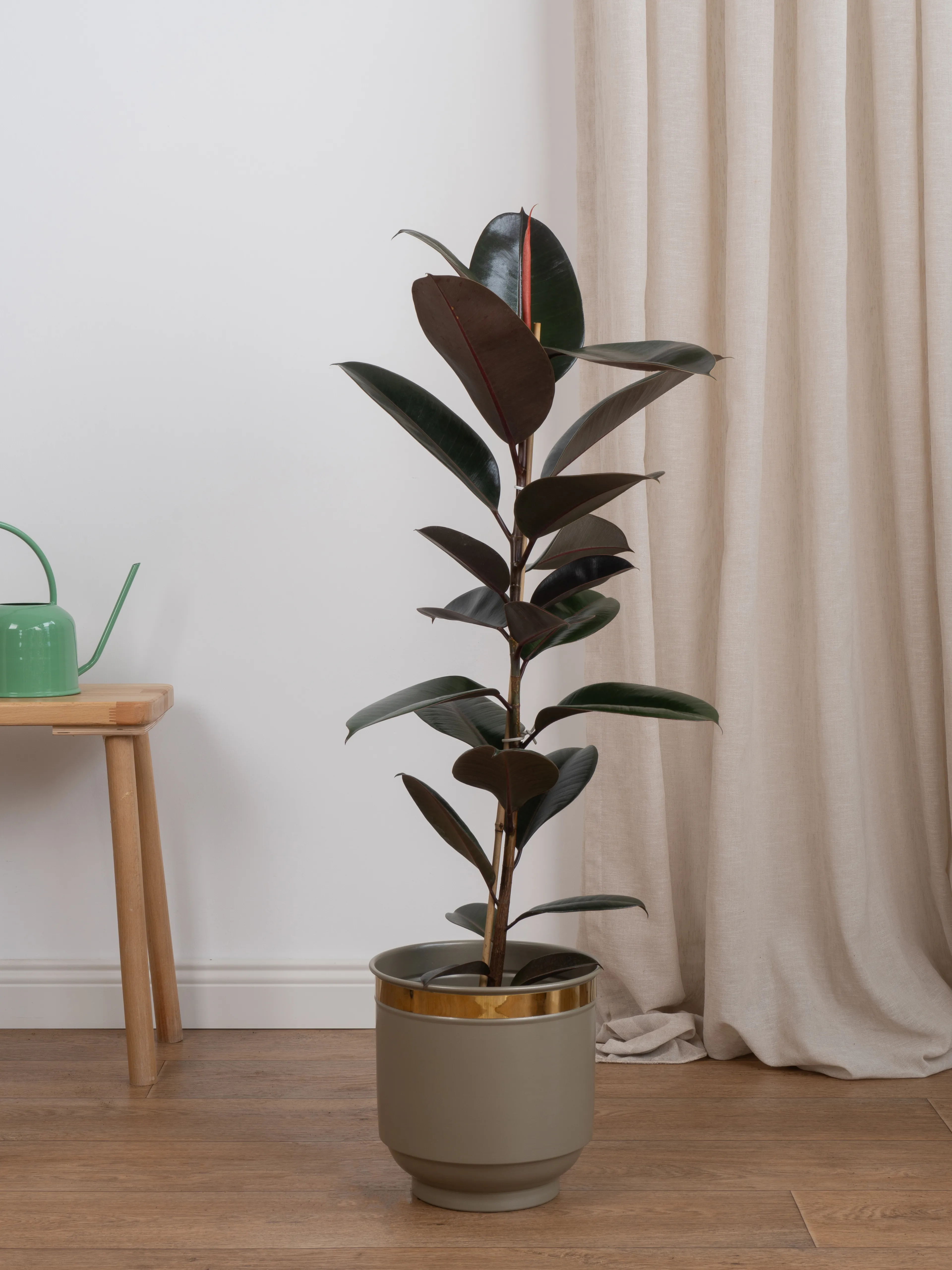 Siyah Kauçuk (Ficus Elastica Abidjan-Tek Köklü)