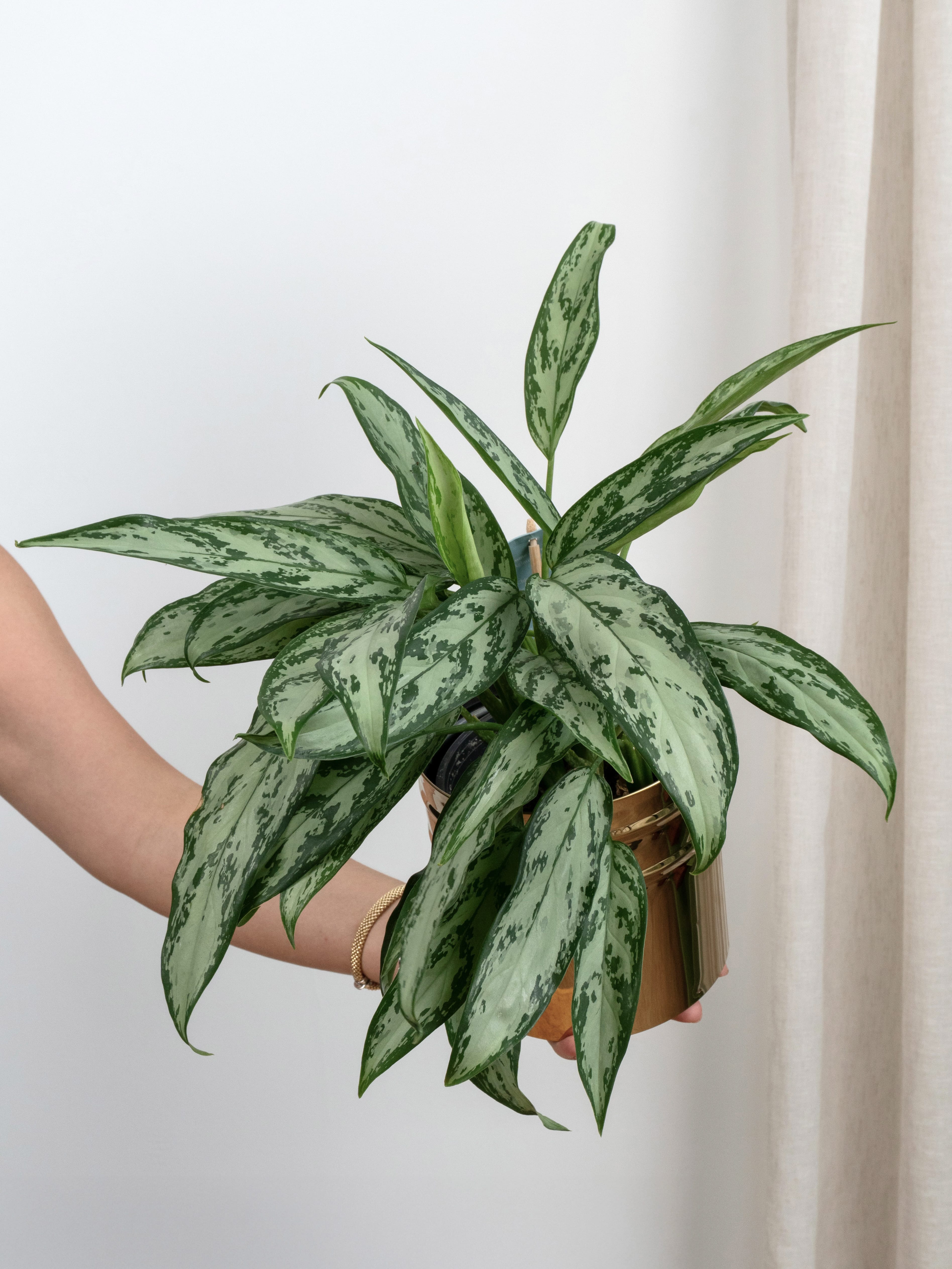 Aglaonema Modestum Hasır Dekoratif Saksıda