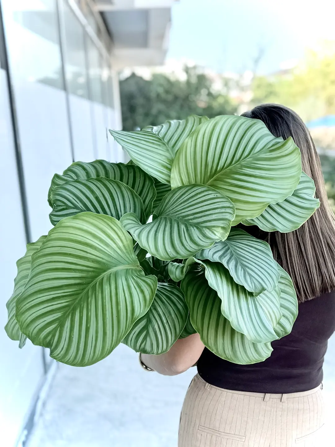 fargesia robusta wolong kaufen Fargesia Robusta 