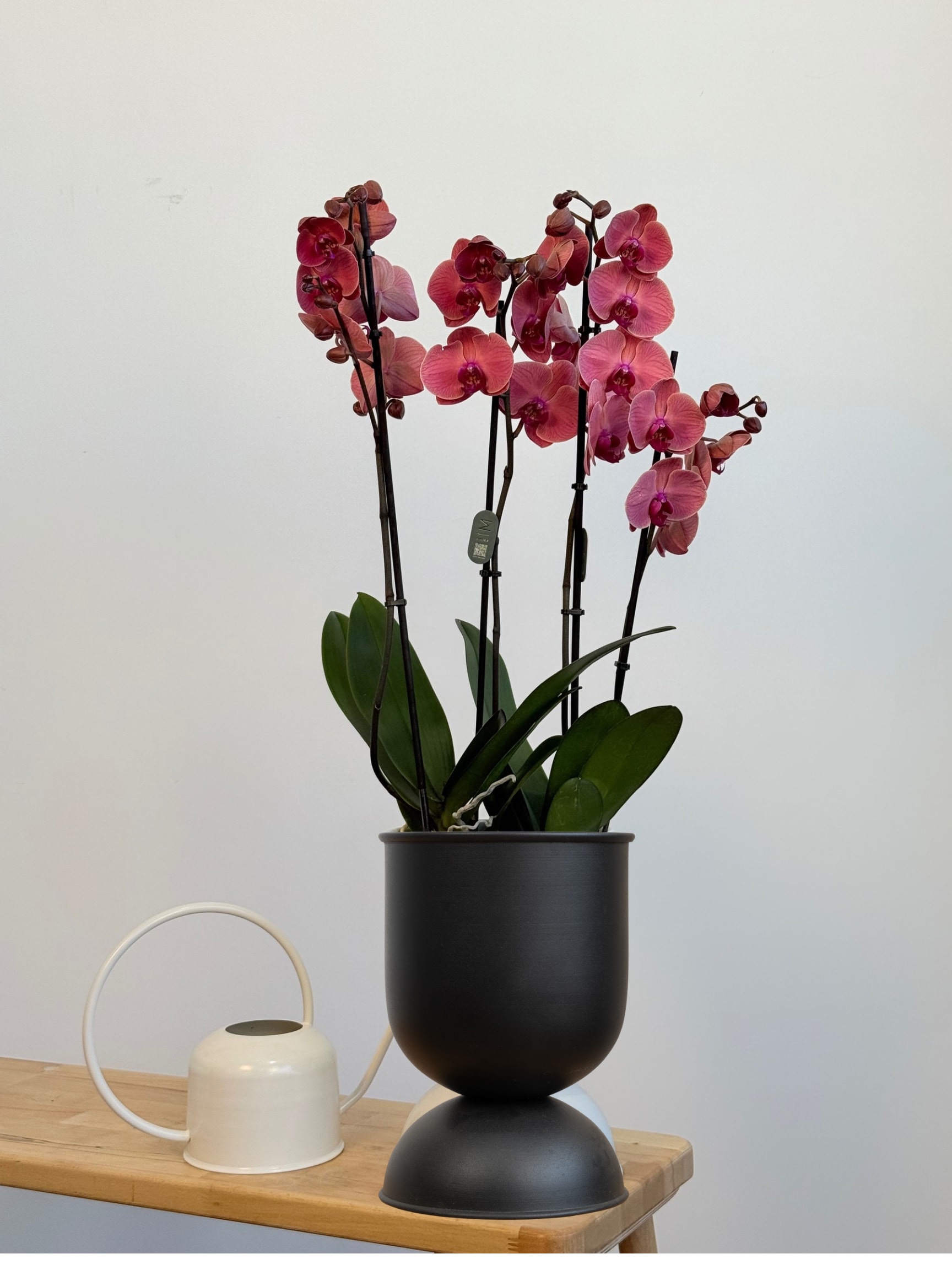 Orkide Somon Dört Dallı (İthal Premium)