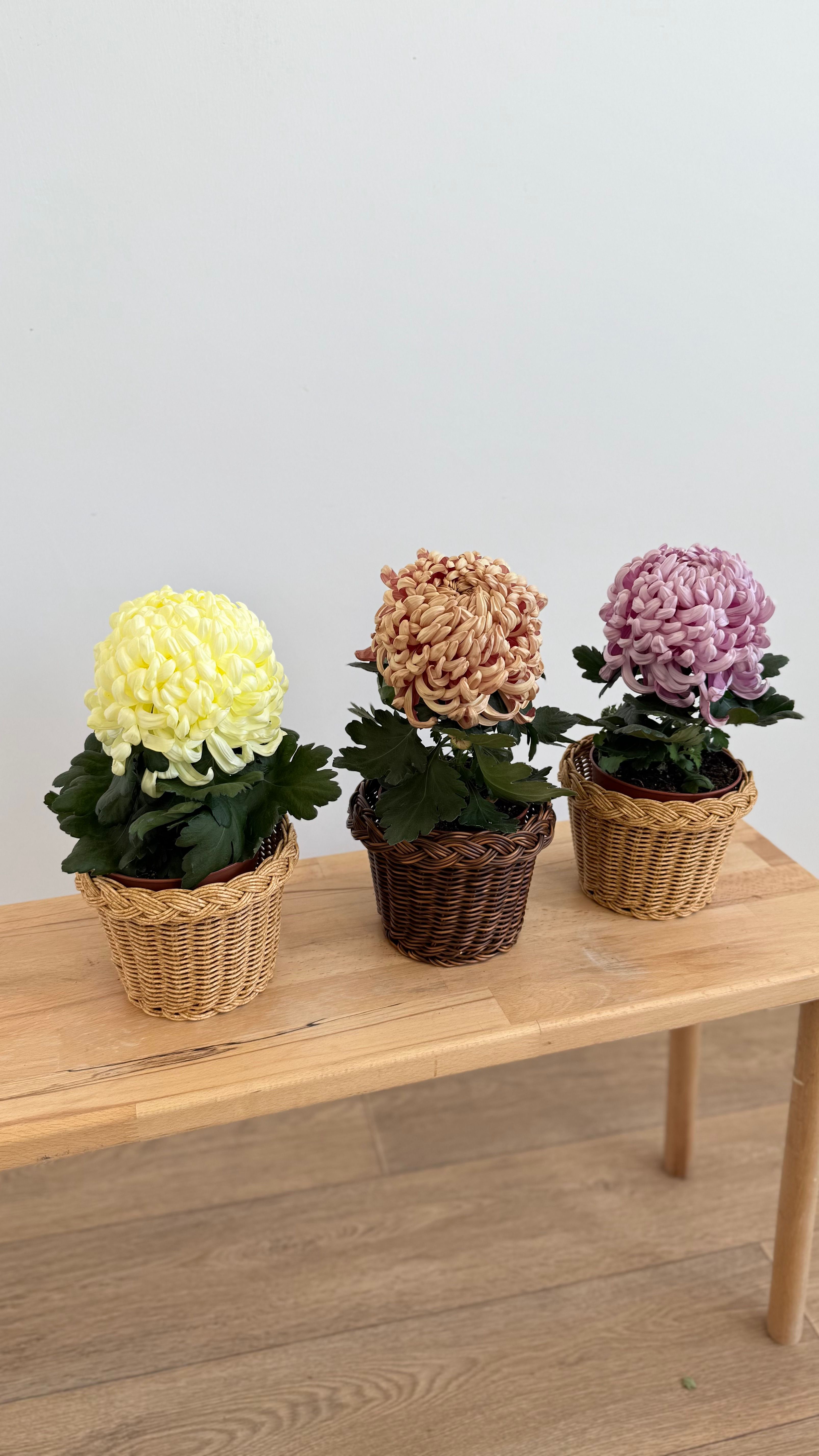 Dekoratif Krizantem (Chrysanthemum) 