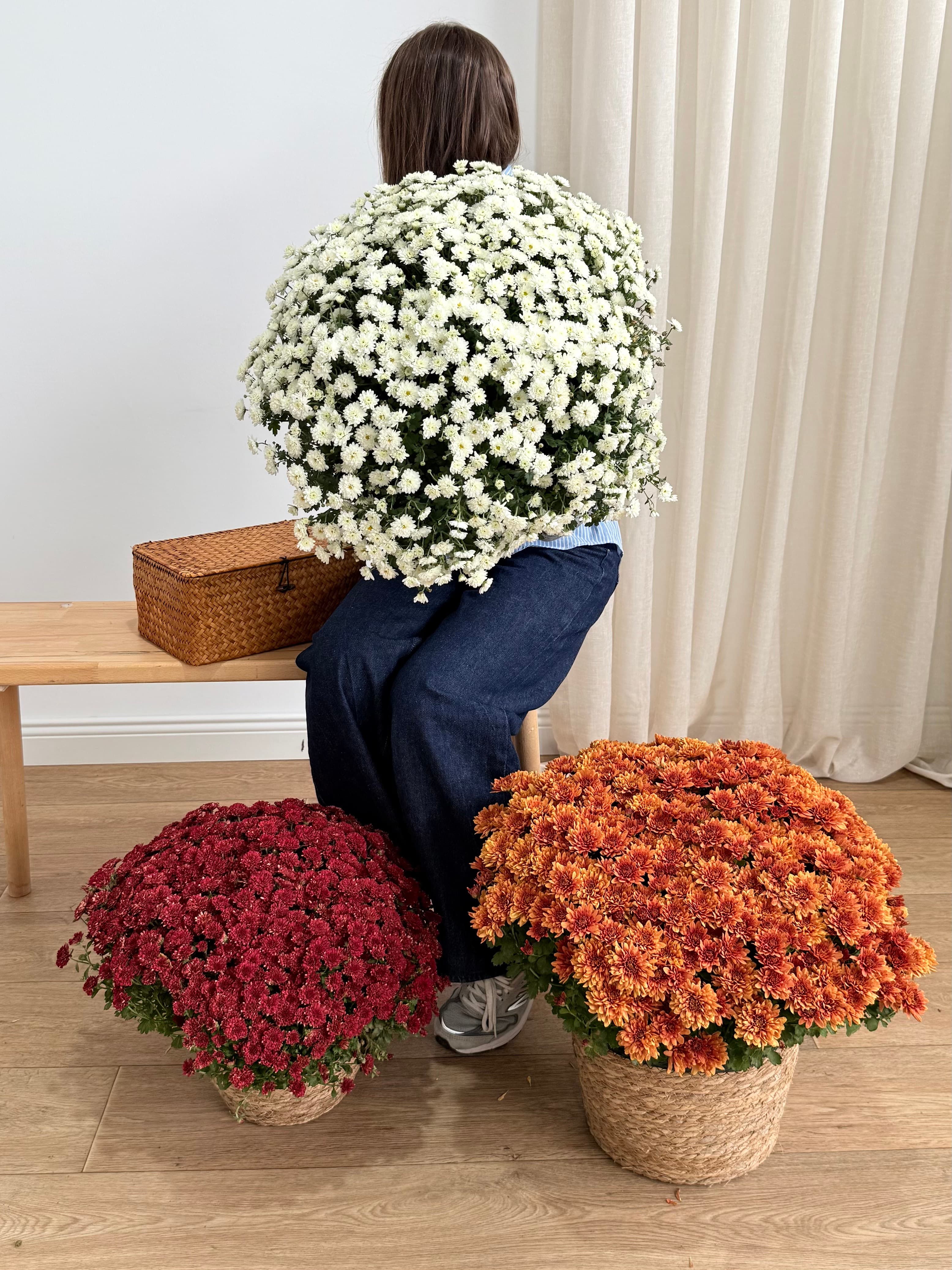 XXL Kasımpatı Turuncu(Chrysanthemum morifolium)