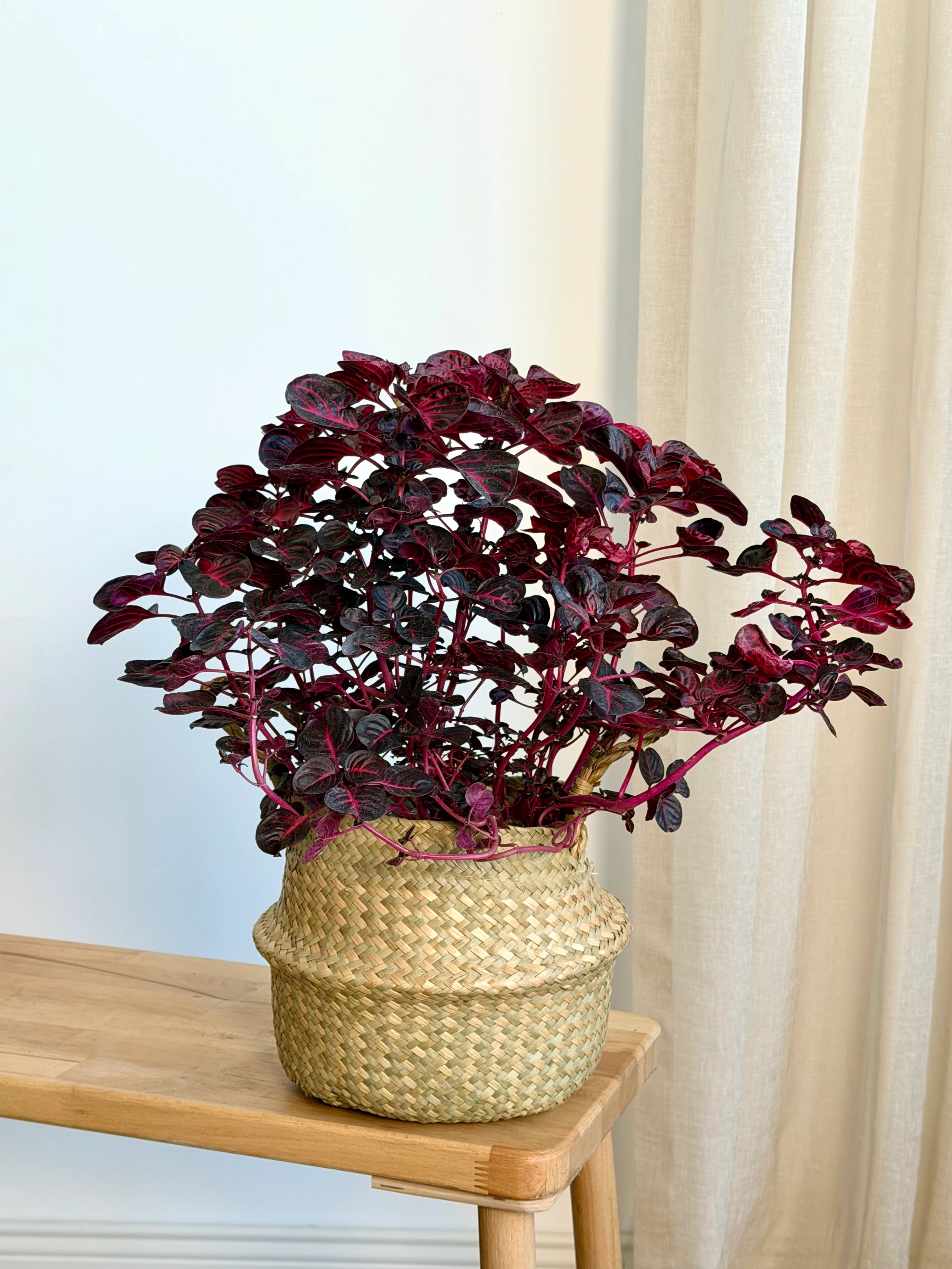 Kızıl Iresine /Kırmızı Papatya (Iresine herbstii)