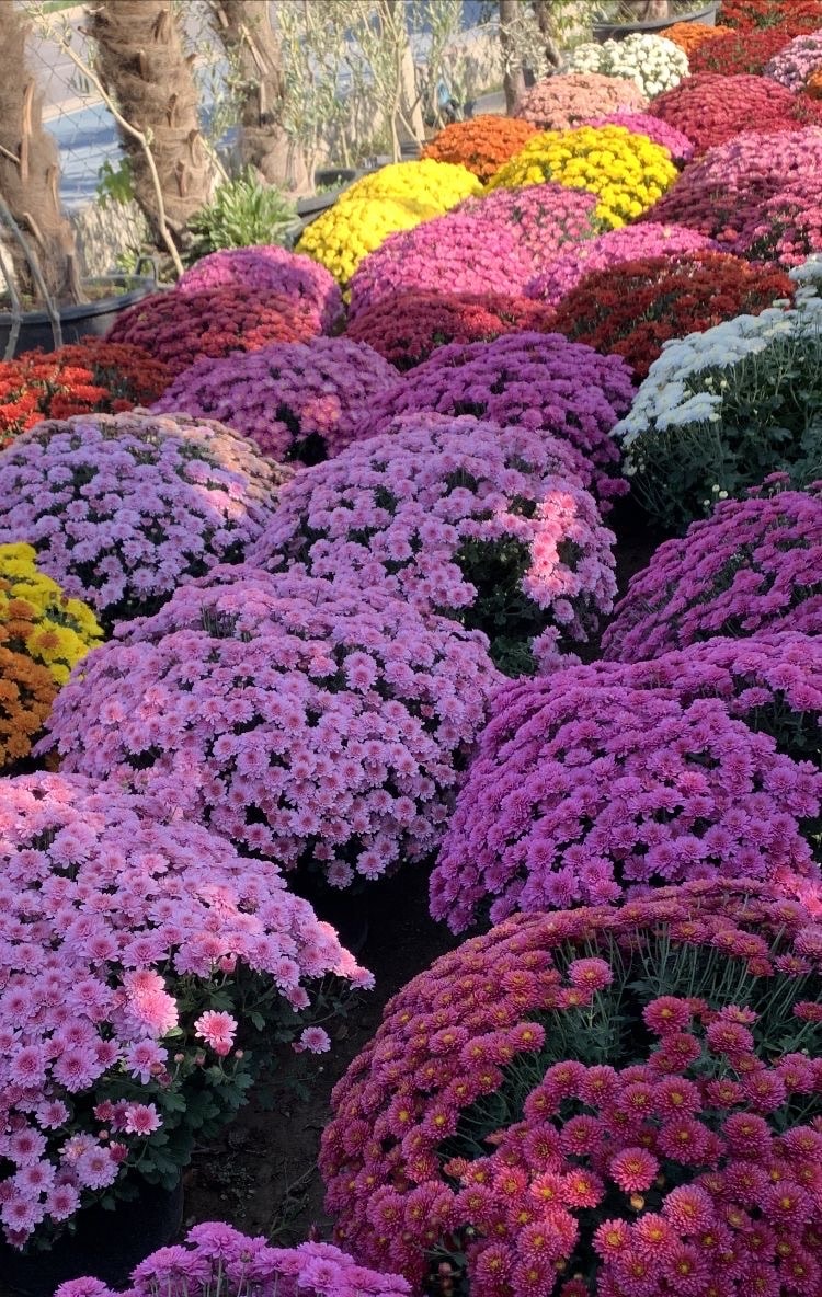 XXL Kasımpatı (Chrysanthemum morifolium)