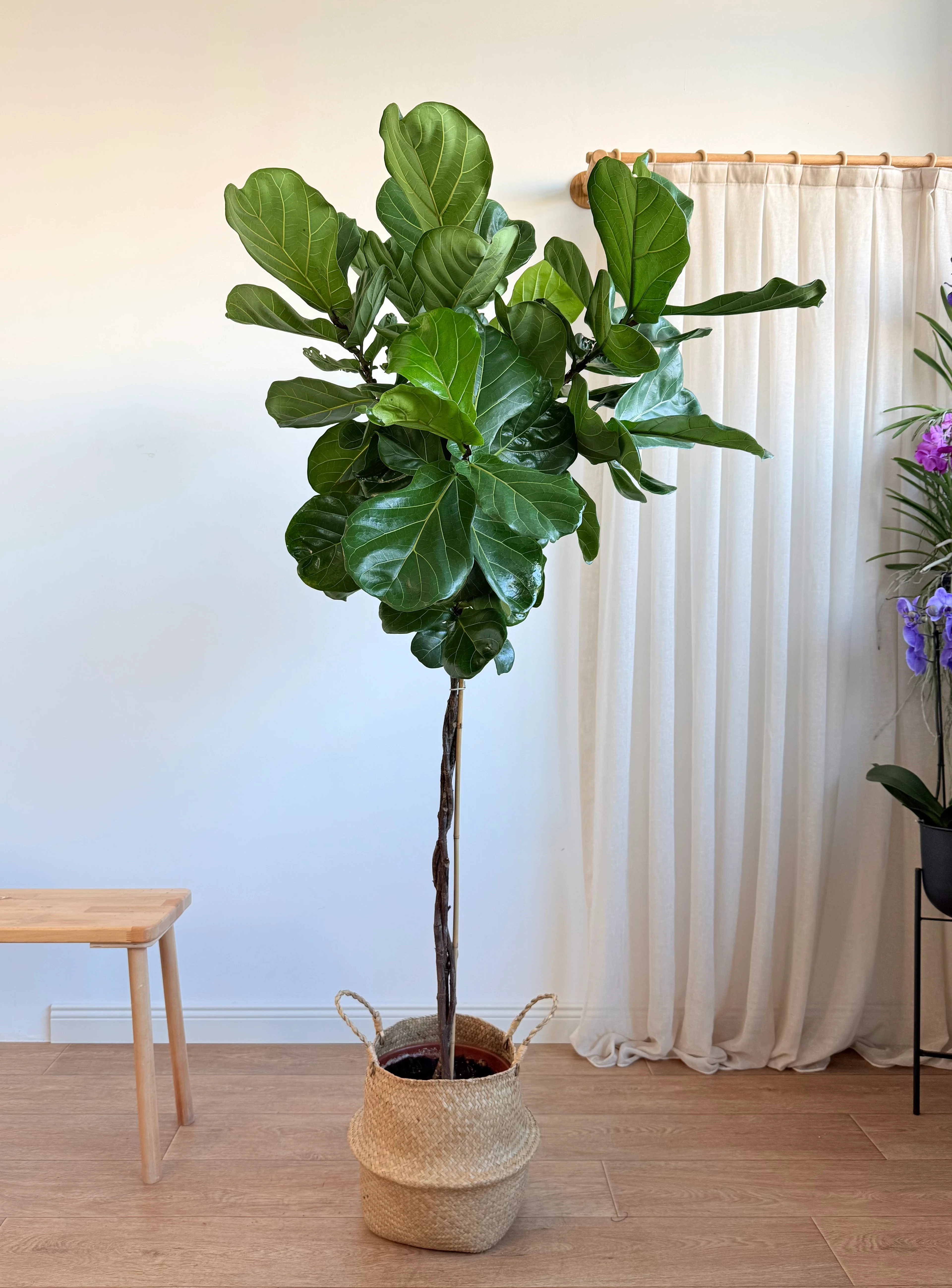 Lyrata Örgülü 160-180 cm