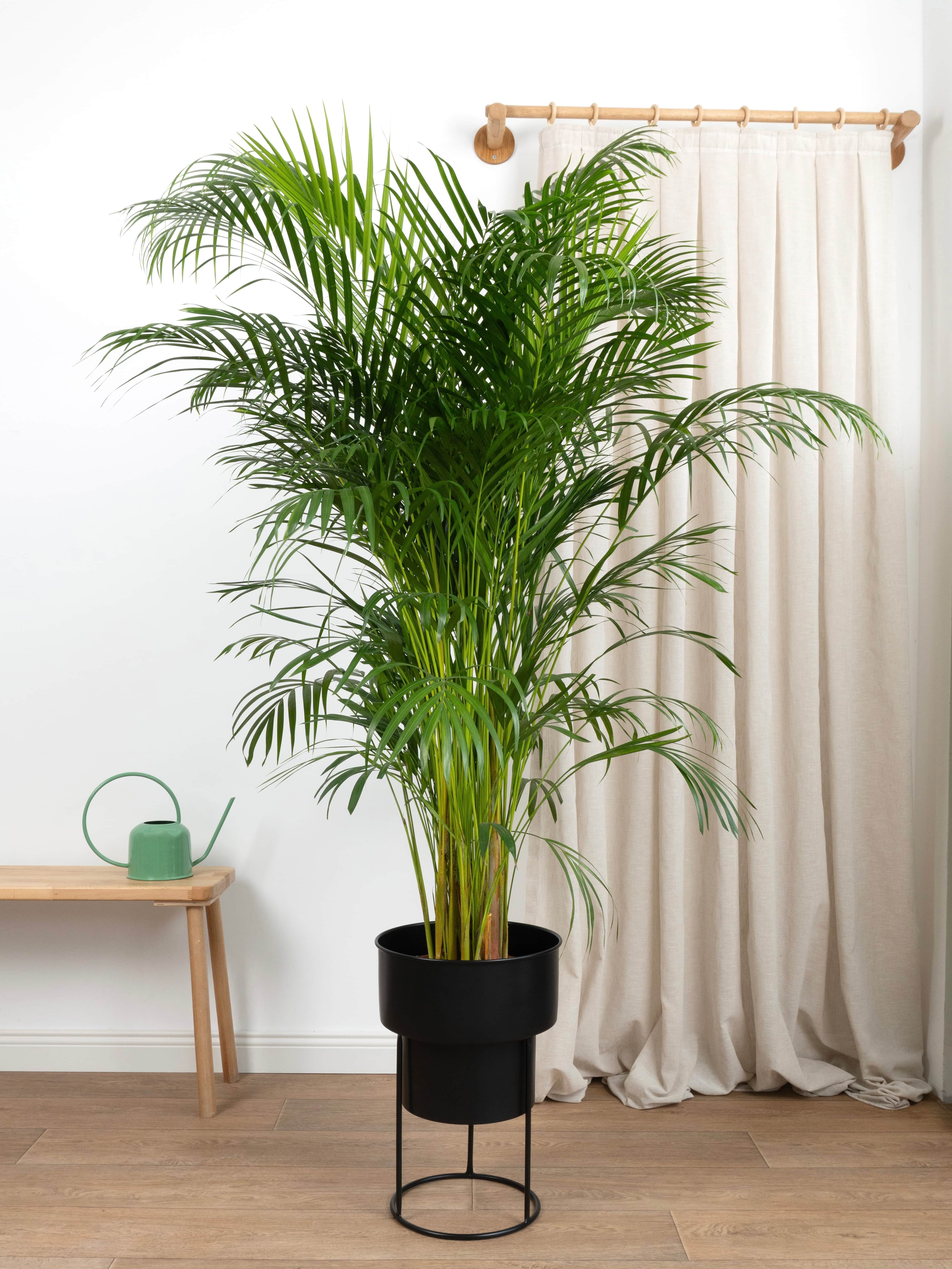 Areka Salon Palmiyesİ 170-190 cm (Dypsis Lutescens)