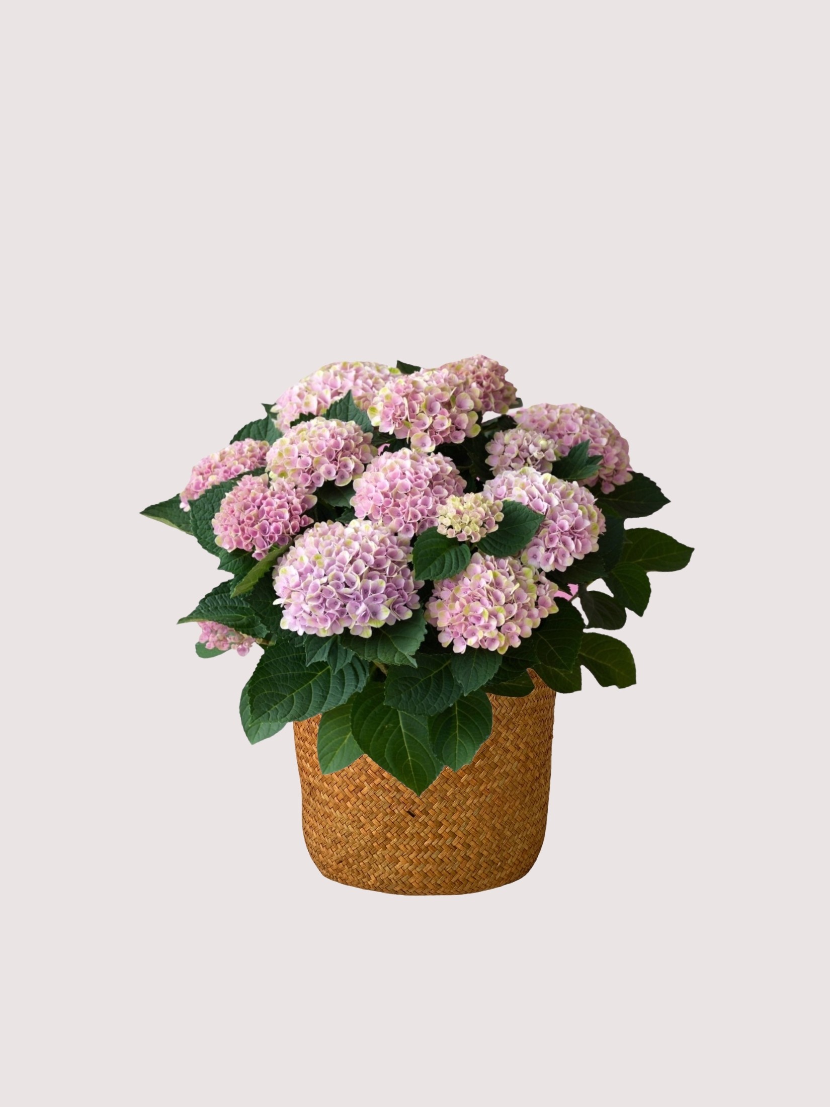 Ortanca Pembe (Hydrangea)