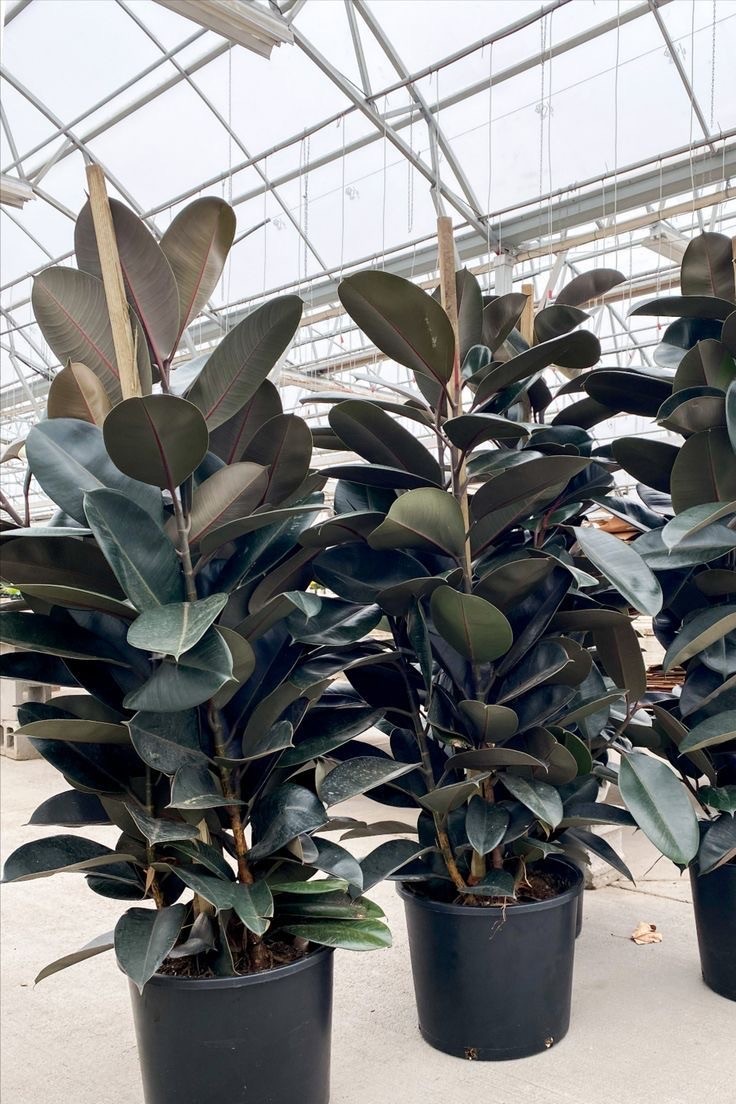 Kauçuk Çiçeği - Siyah Kauçuk Bitkisi (170-190 cm Üç Köklü Ficus Elastica)