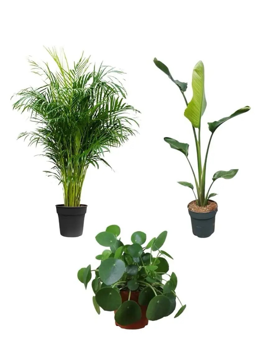 Favori Bitki Seti (100-120 cm areka palmiyesi- 90-100 cm starliçe tek köklü - pilea)