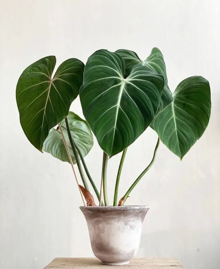philodendron gloriosum (özel tür)