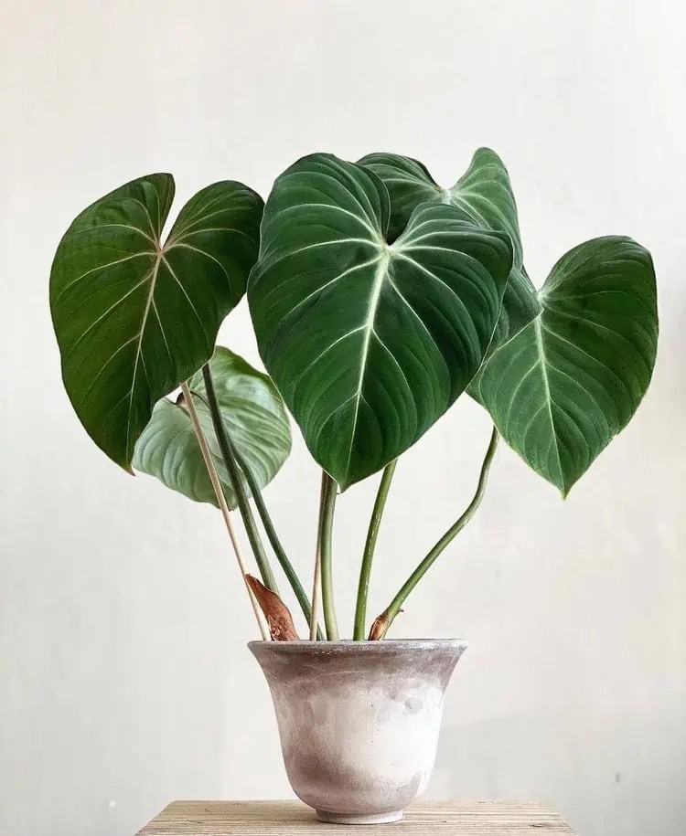 philodendron gloriosum (özel tür)