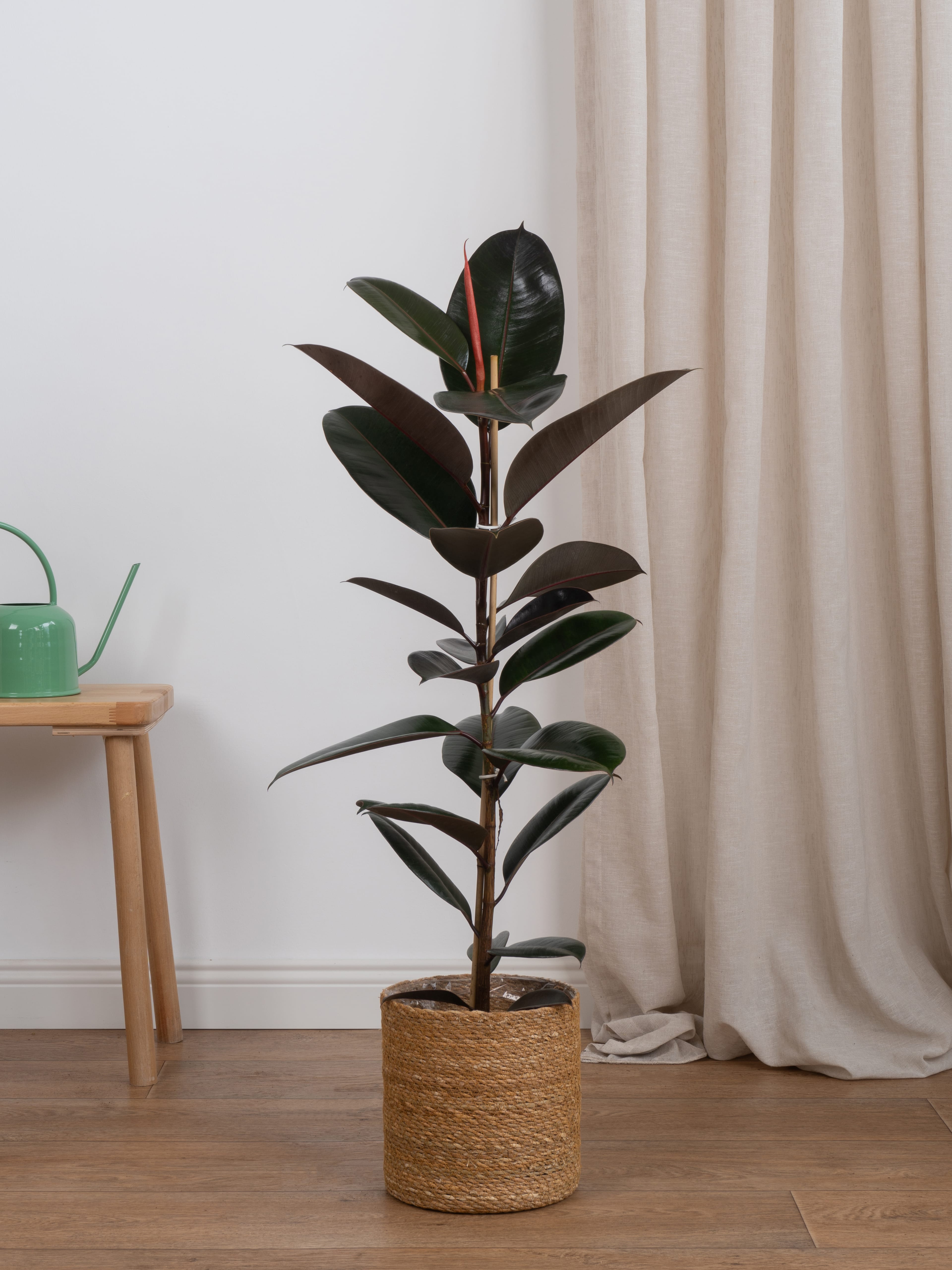 Siyah Kauçuk (Ficus Elastica Abidjan-Tek Köklü)