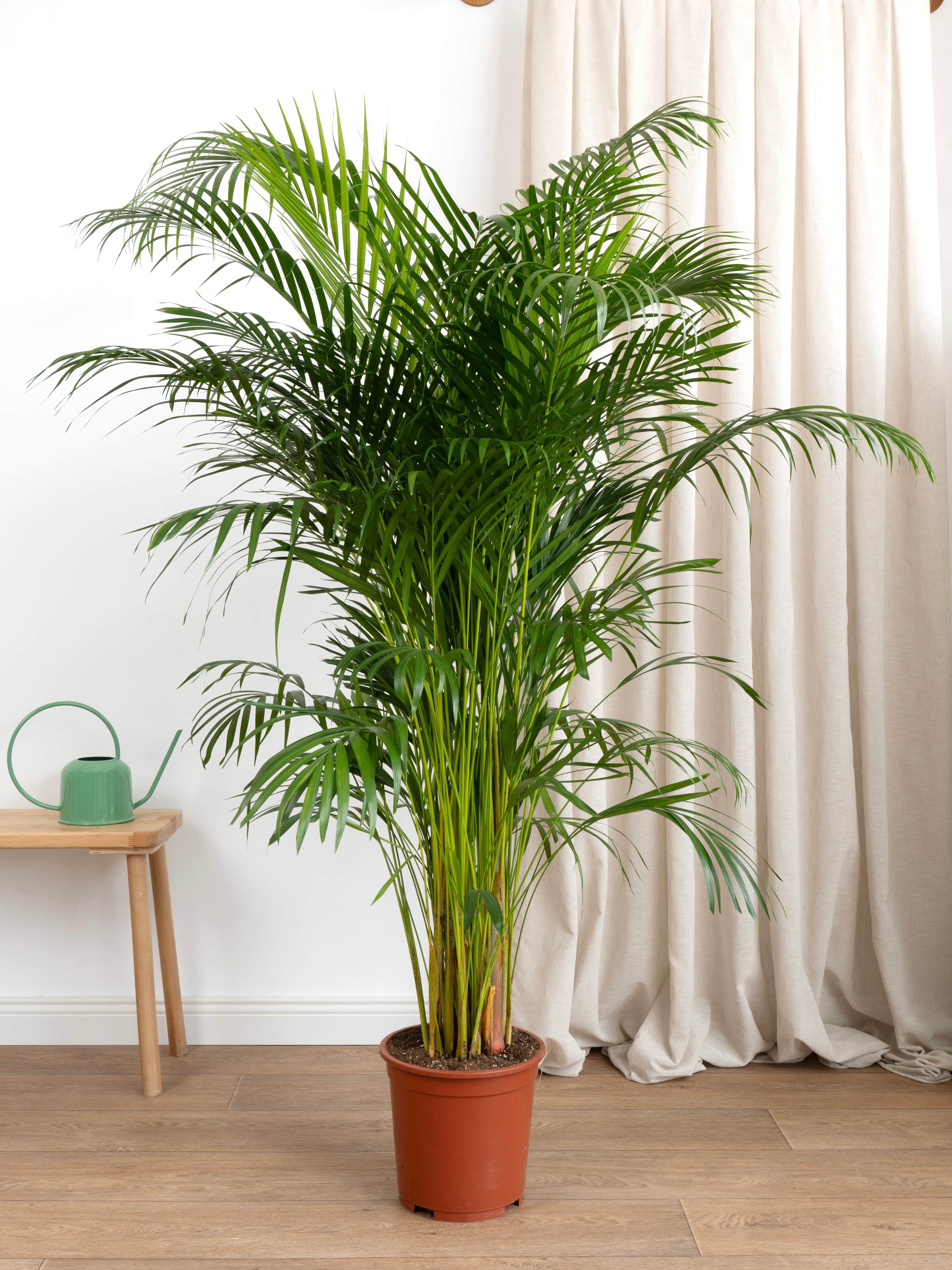 Areka Salon Palmiyesi 160-170 cm (Dypsis Lutescens)