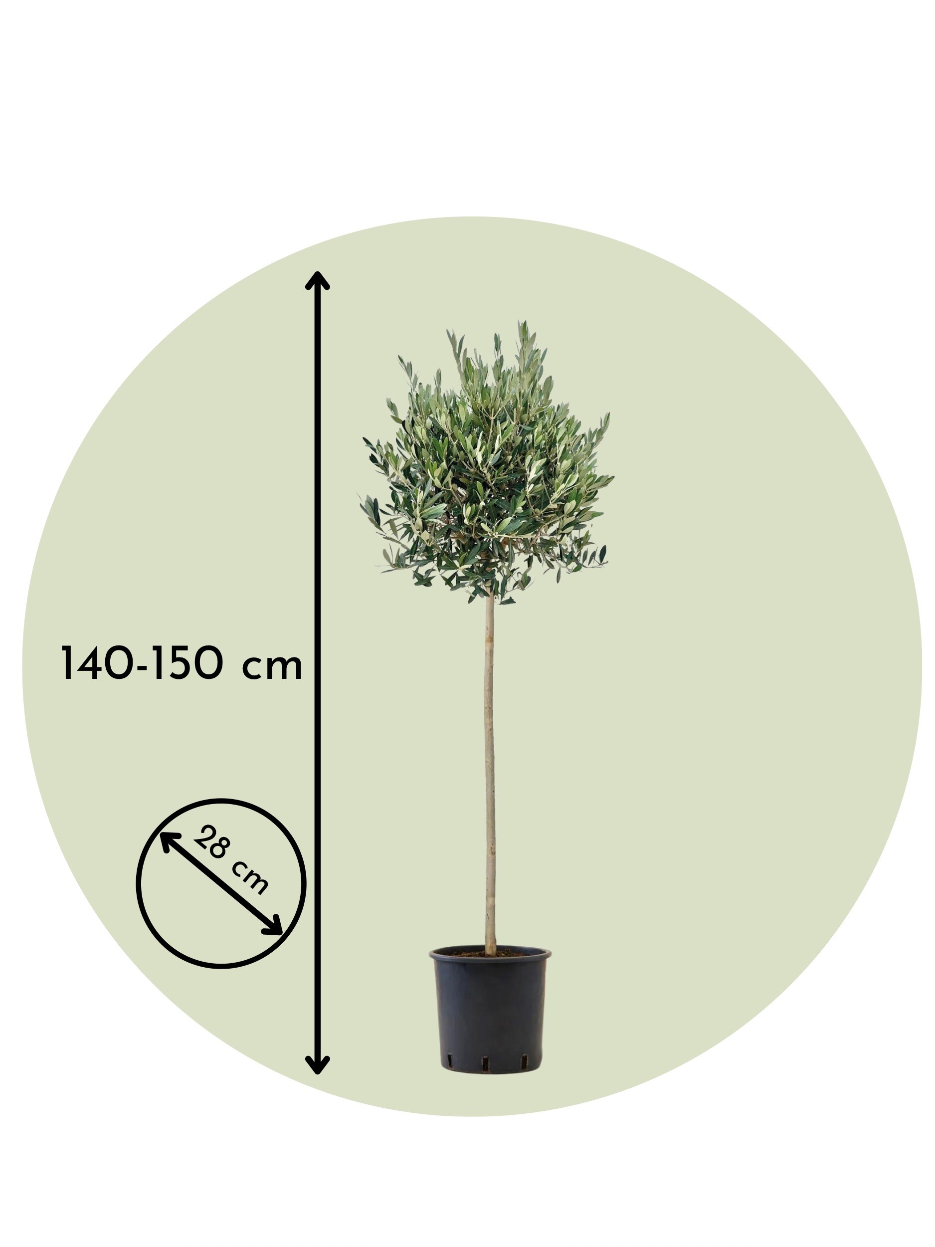 Tijli Bonsai Zeytin (140-150 cm)