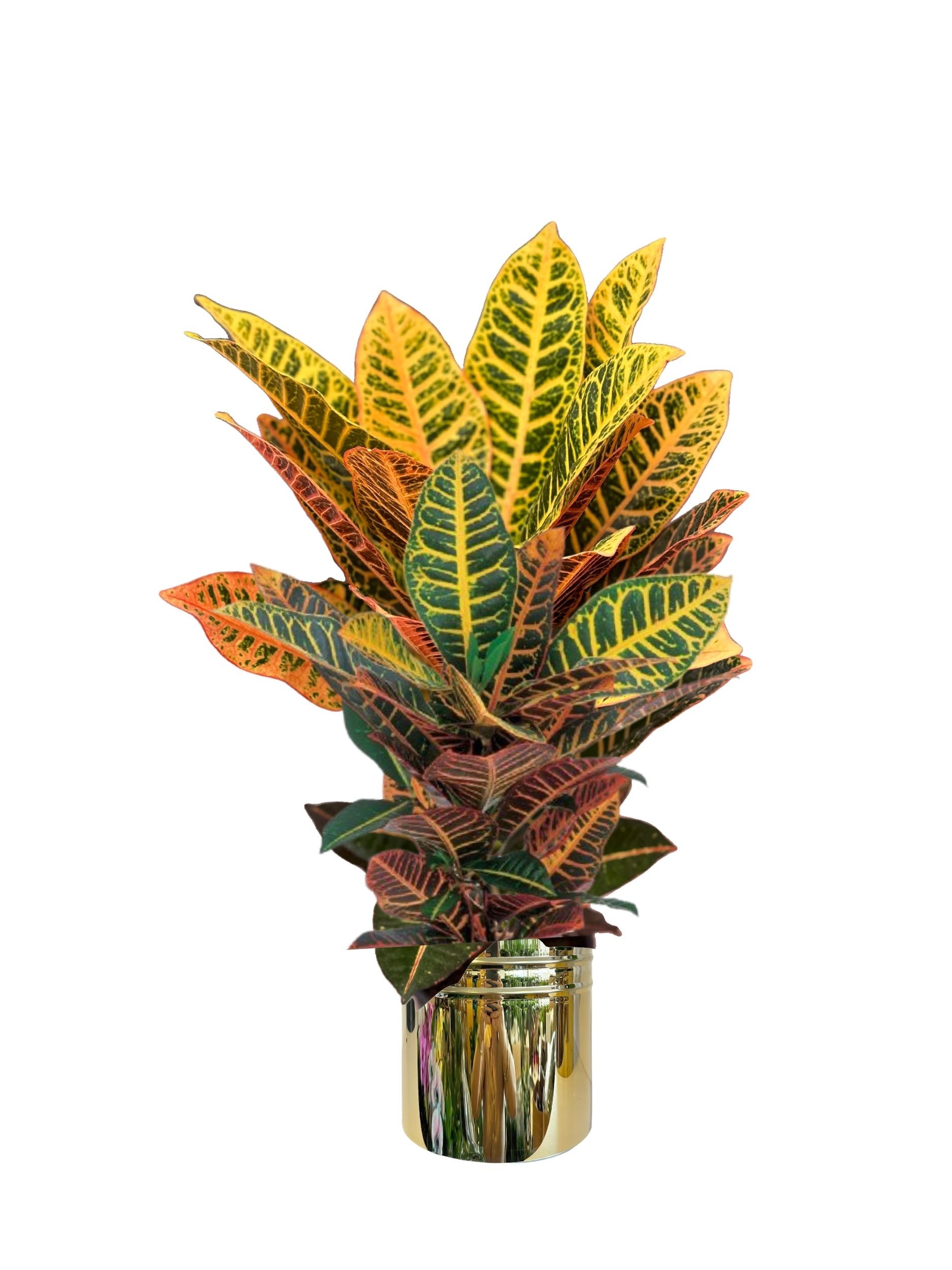 Croton Petra 70-80 cm