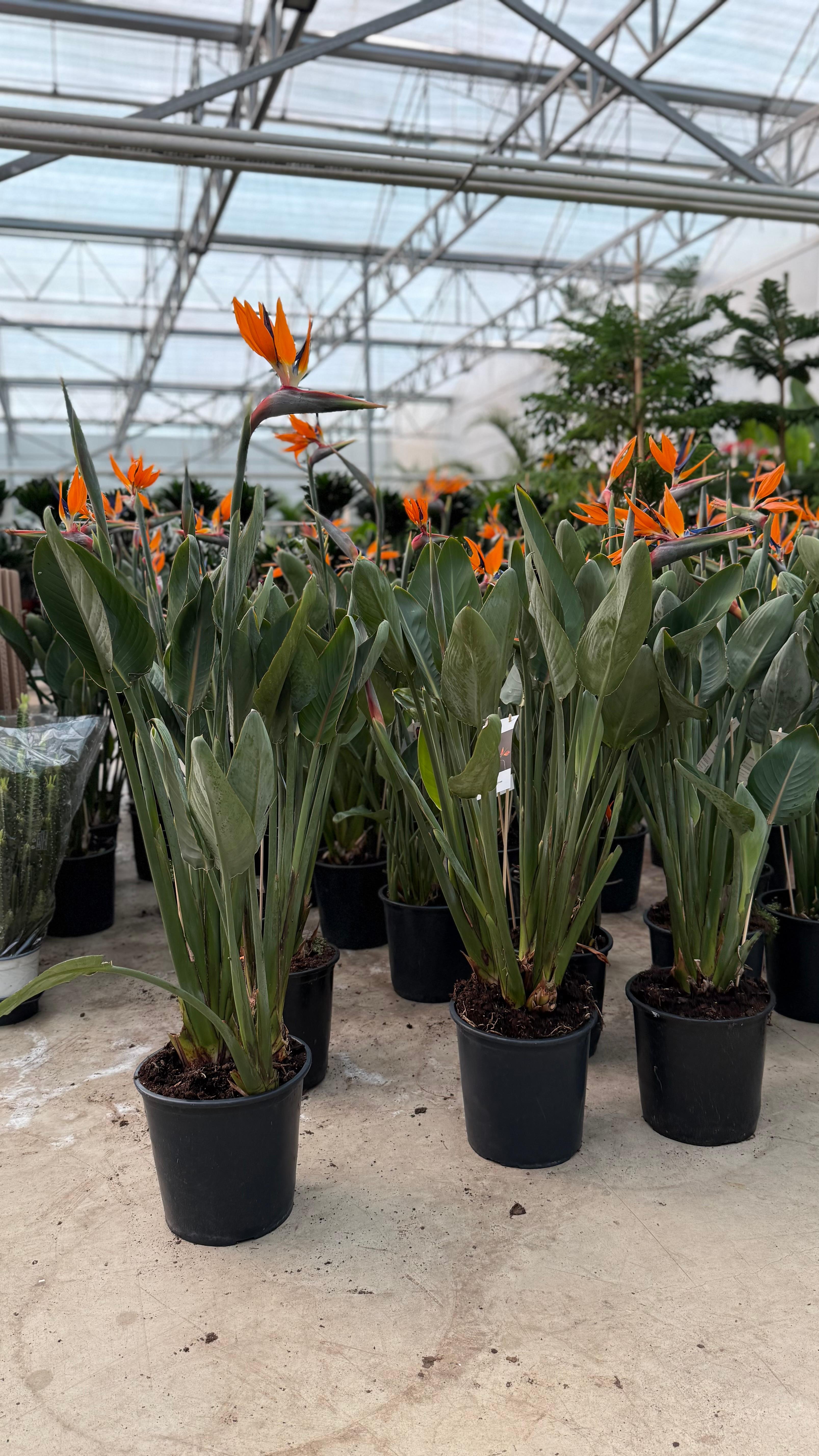 Starliçe Çok Köklü Çiçekli 140-150 cm (Cennet Kuşu Çiçeği- Strelitzia Reginea- Turuncu çiçek açan tür )