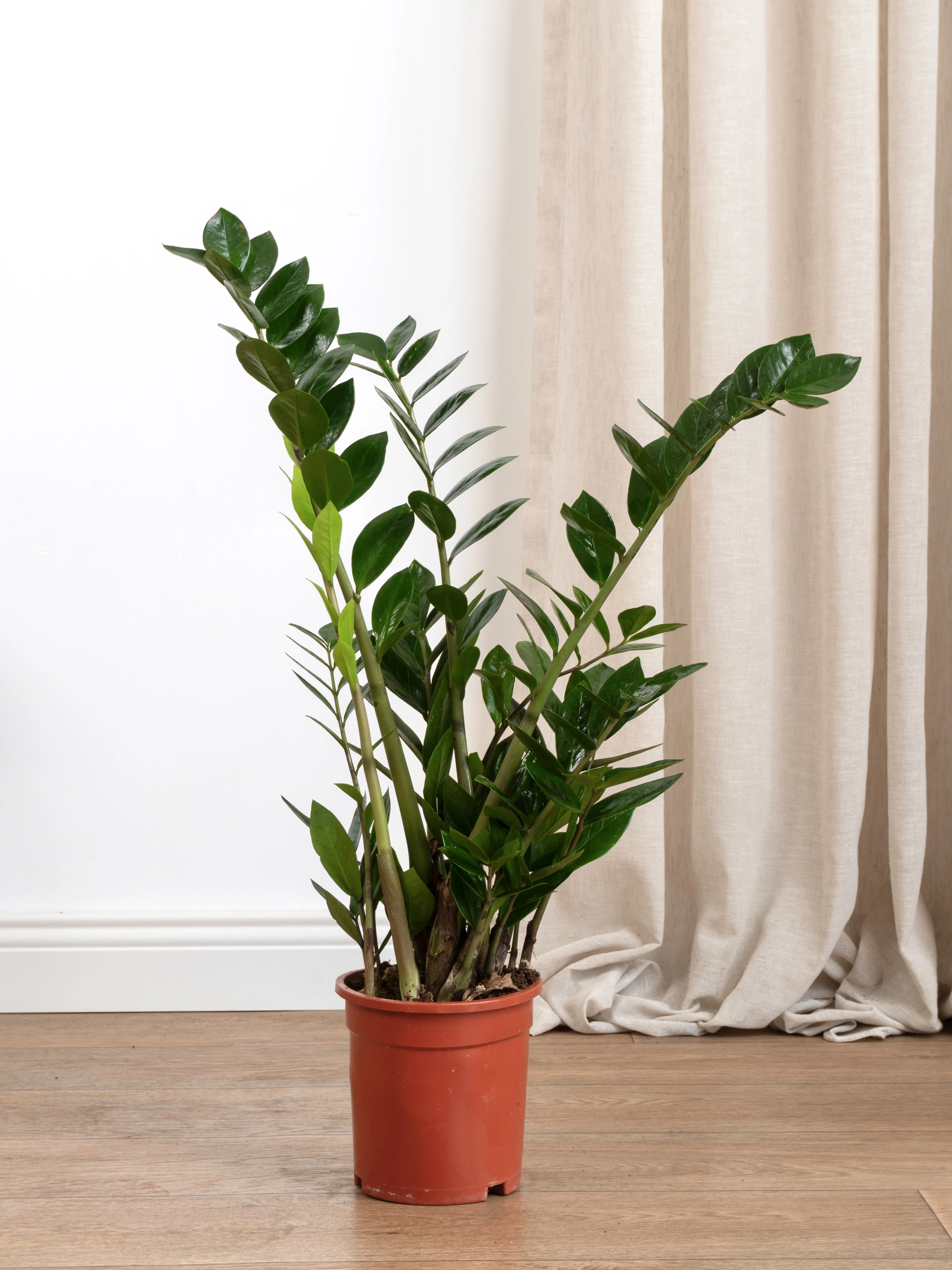 Siyah Zamia (özel tür)