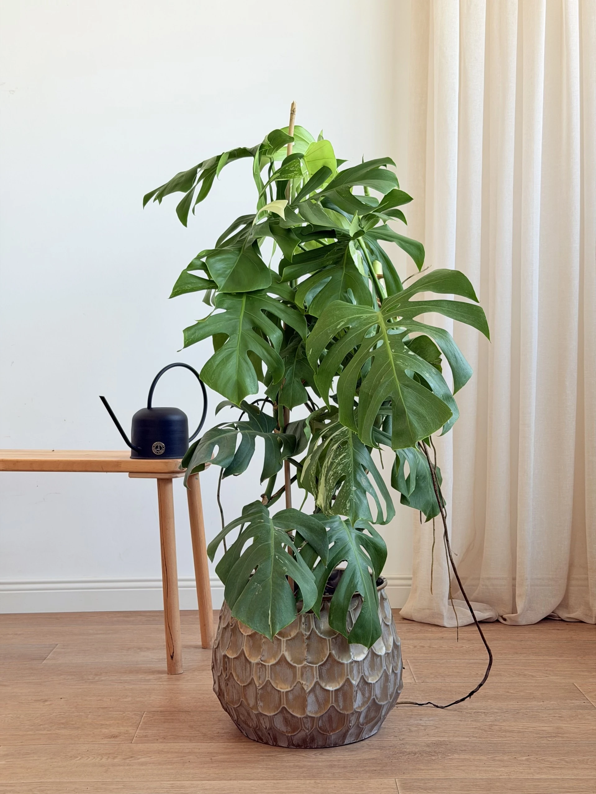 Monstera Deliciosa Variegata (Nadir Tür)