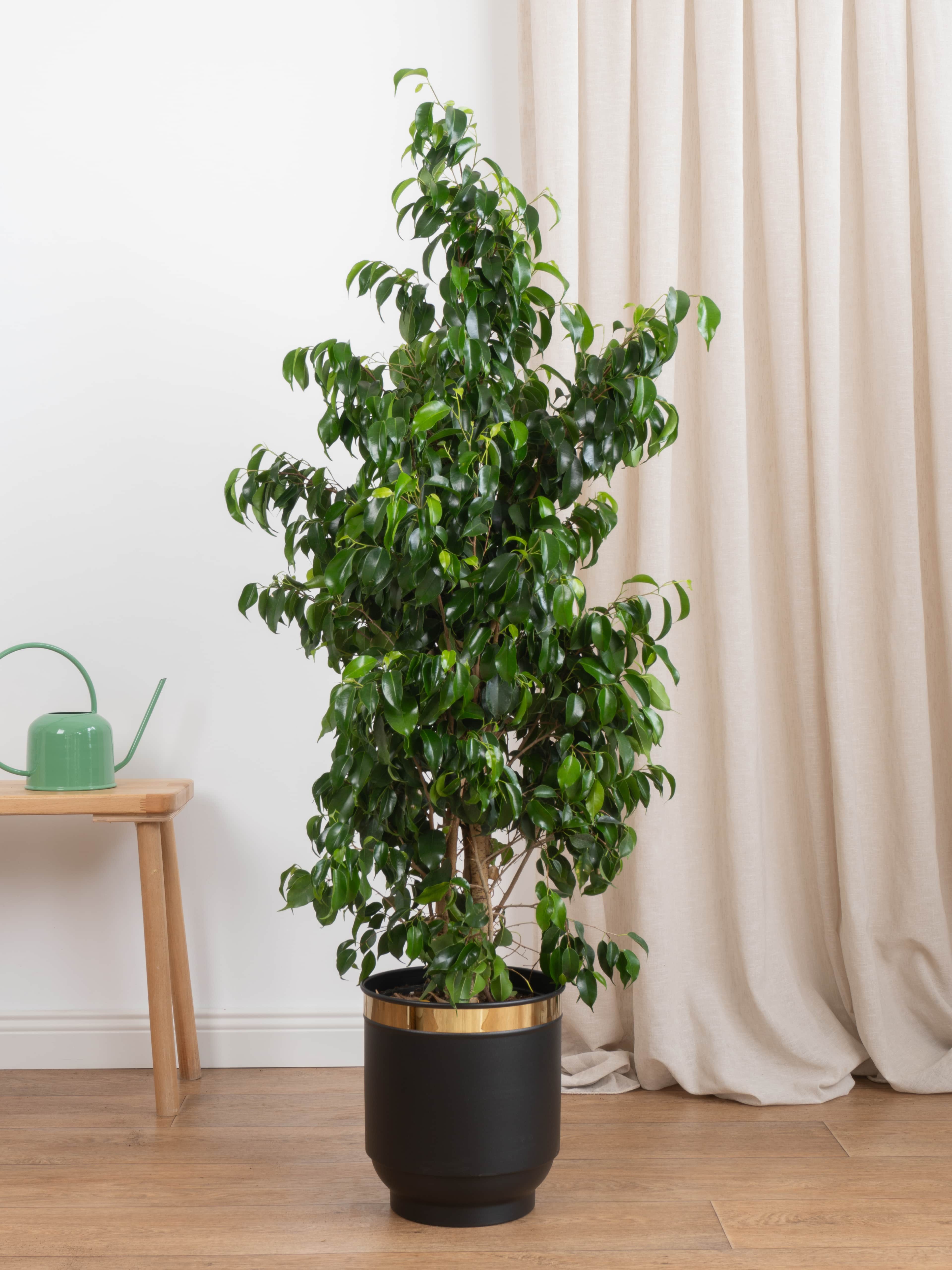 Ficus Benjamin Danielle 150-160 cm (Koyu Yeşil Benjamin)