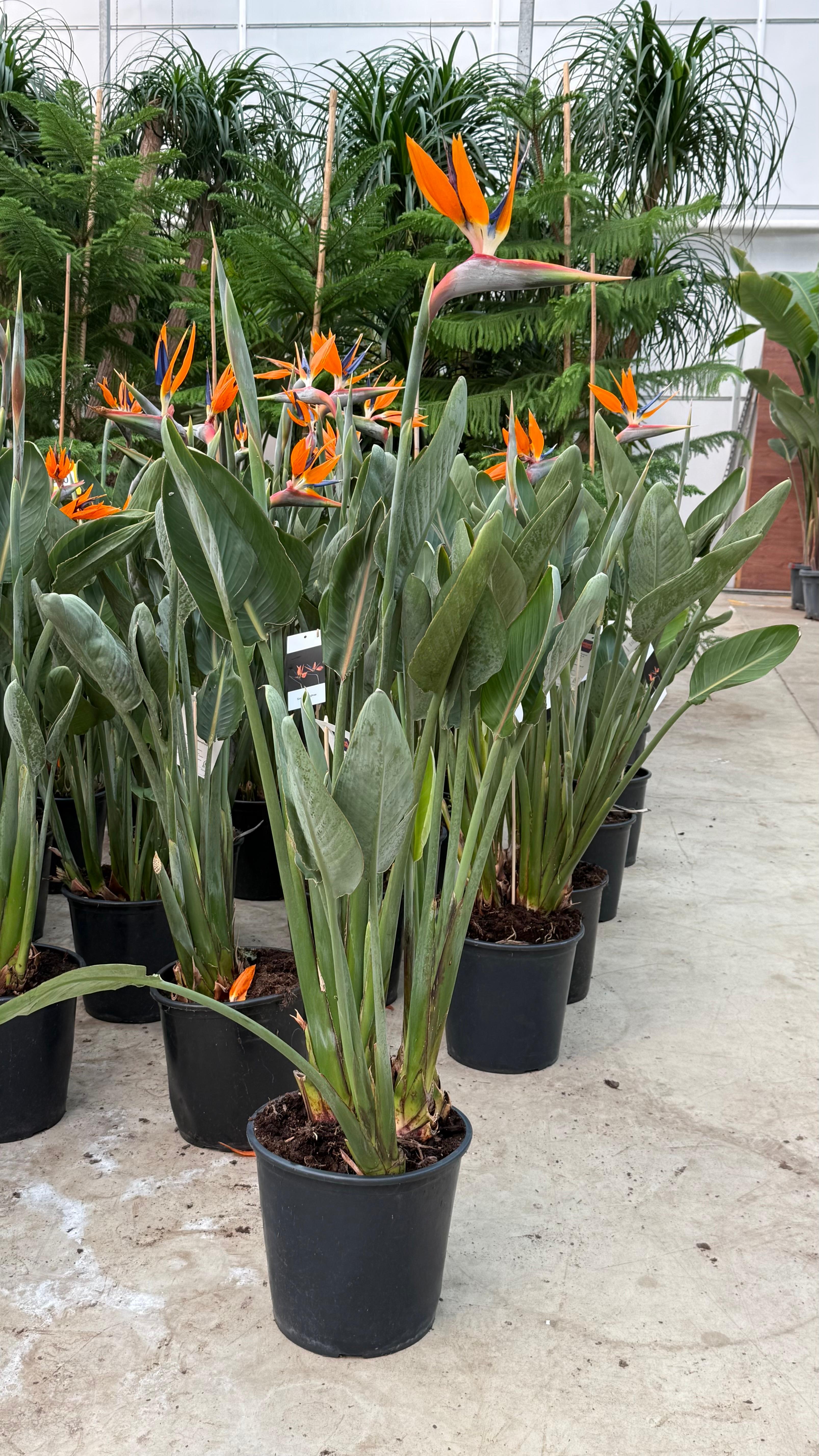 Starliçe Çok Köklü Çiçekli 140-150 cm (Cennet Kuşu Çiçeği- Strelitzia Reginea- Turuncu çiçek açan tür )