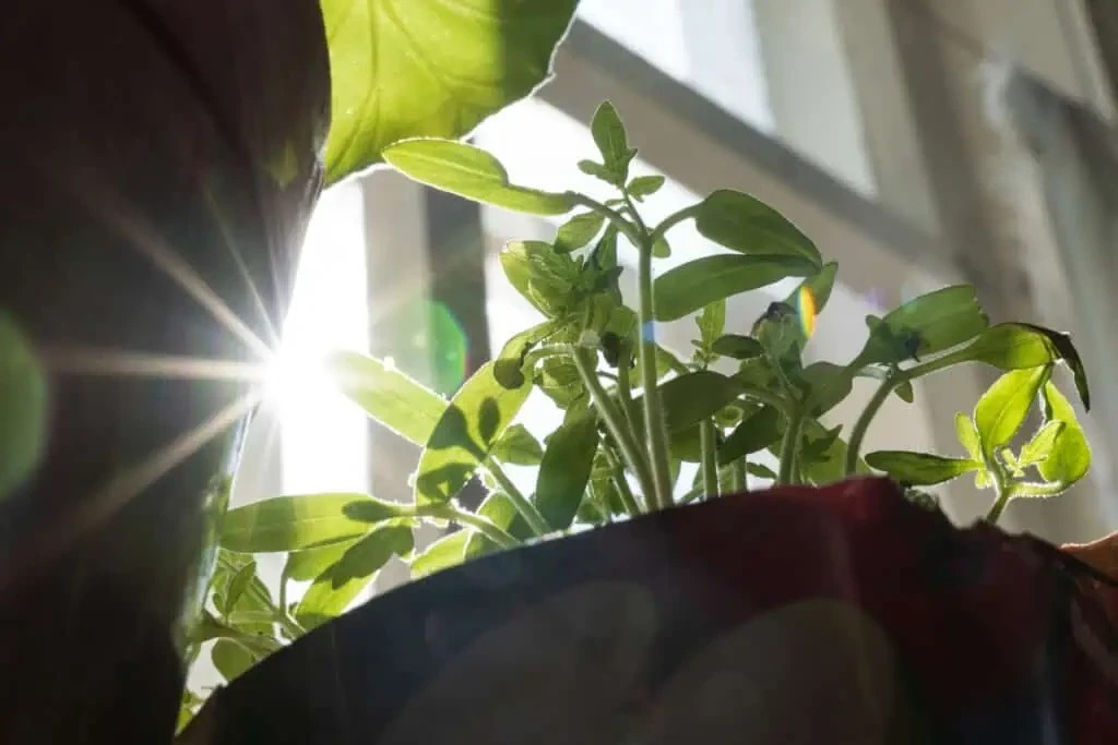 Doğal Güneş Işığı ve Bitki Seçimi: Evde Işıltılı Köşeler Yaratma Rehberi